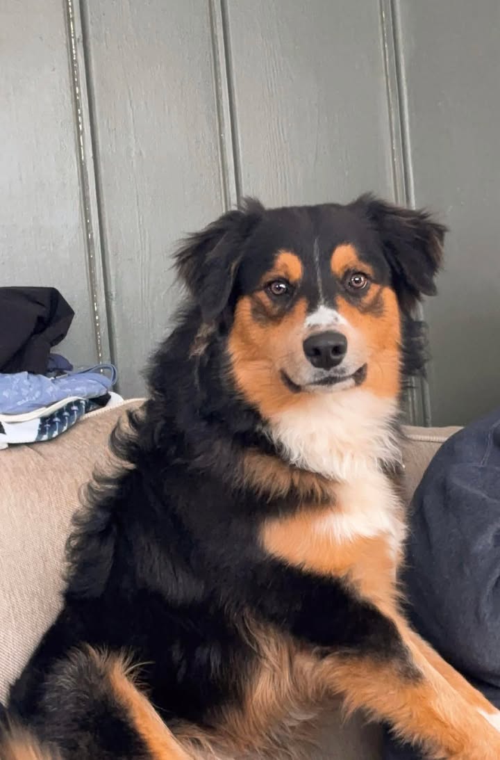 Bruin sitting on a couch in his family’s home