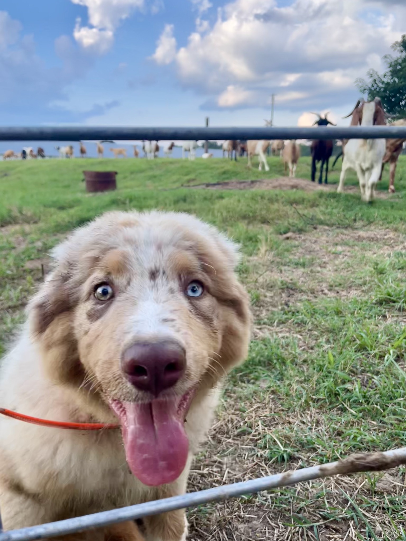 Destin’s puppy beside the pasture fence, with goats in the background