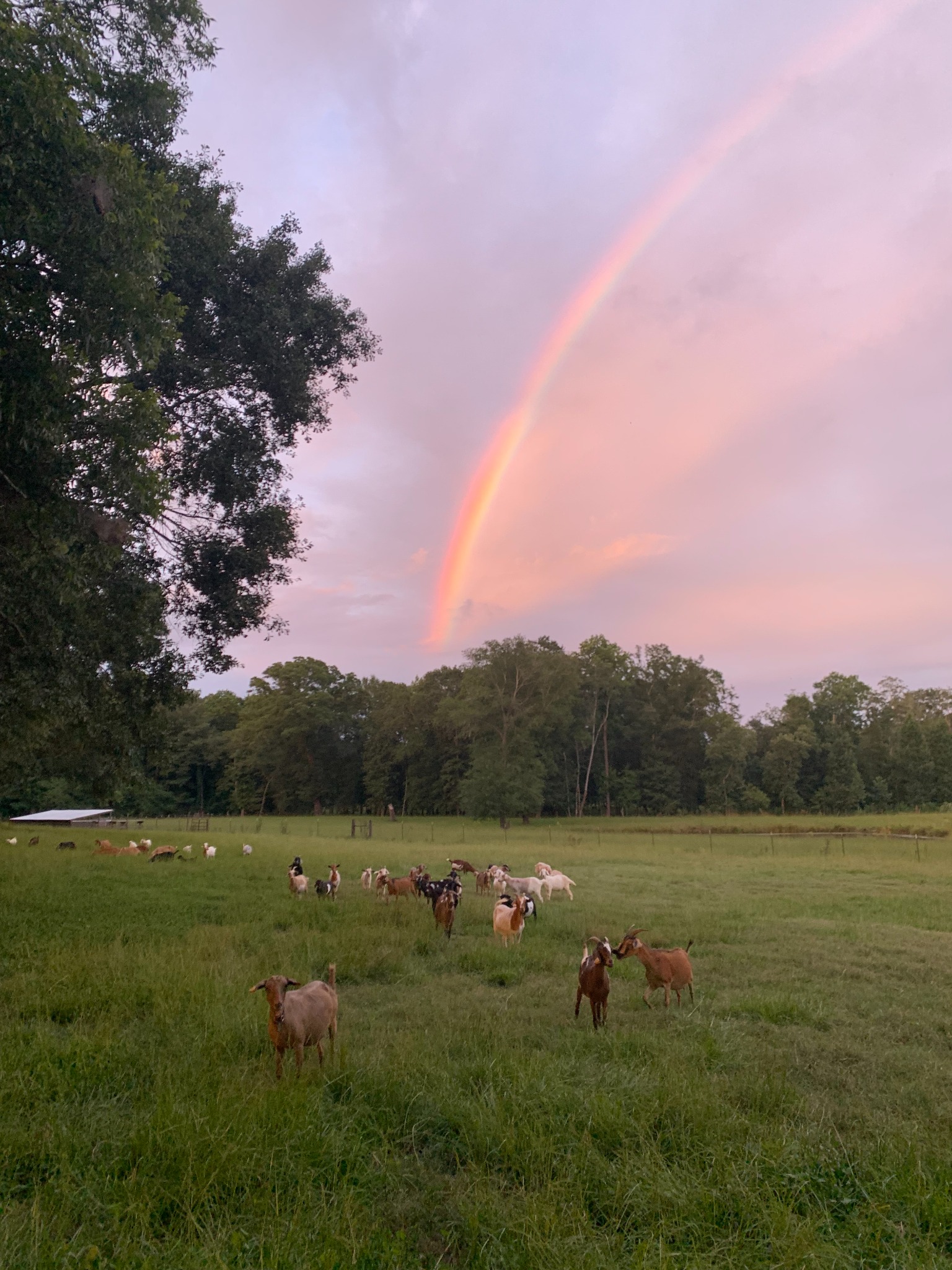 Our goats in the green pasture beneath a rainbow at Shepherd Farms
