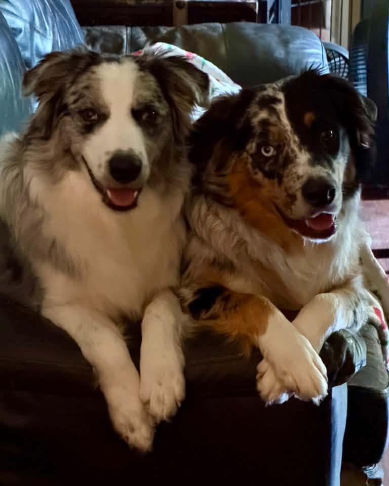 Two adult Shepherd Farms dogs sitting side by side indoors
