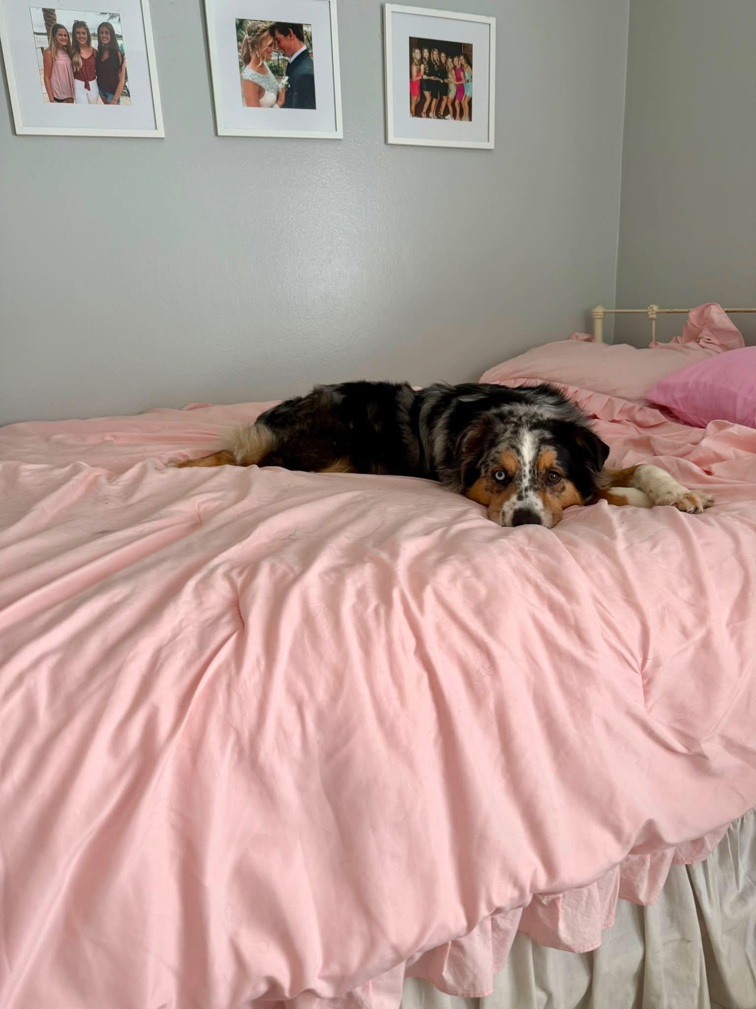 A grown dog resting on a pink bed