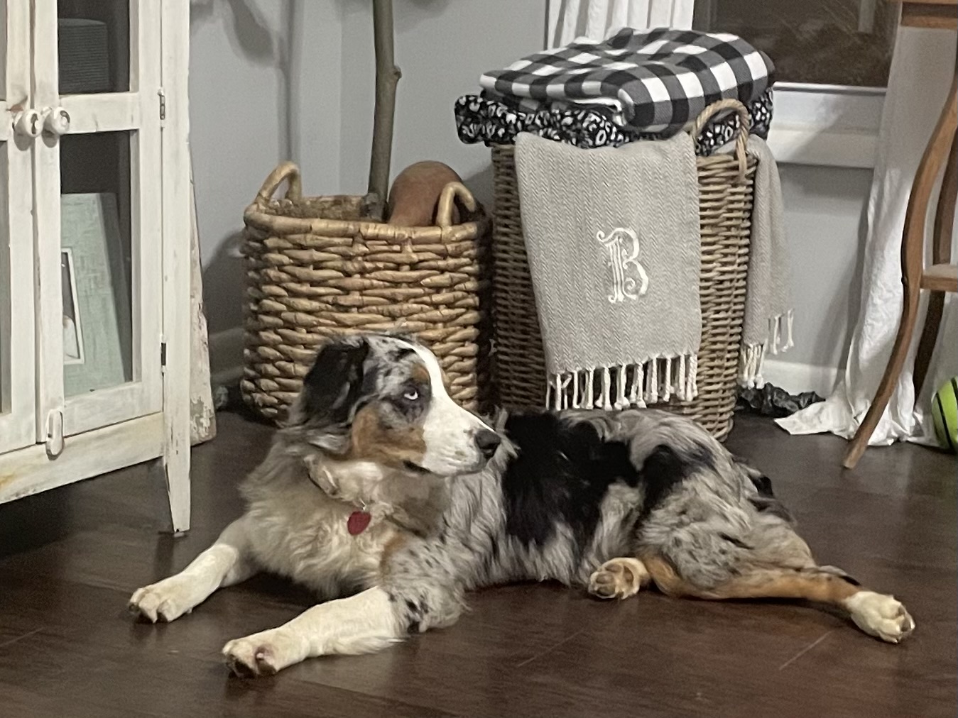 A merle adult dog stretched out beside baskets indoors