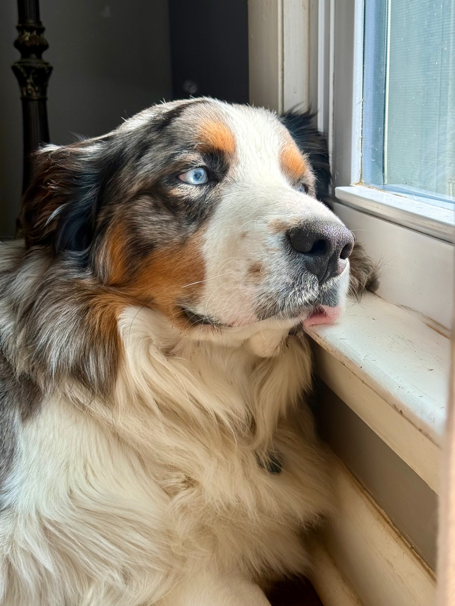 An adult merle dog looking out a window