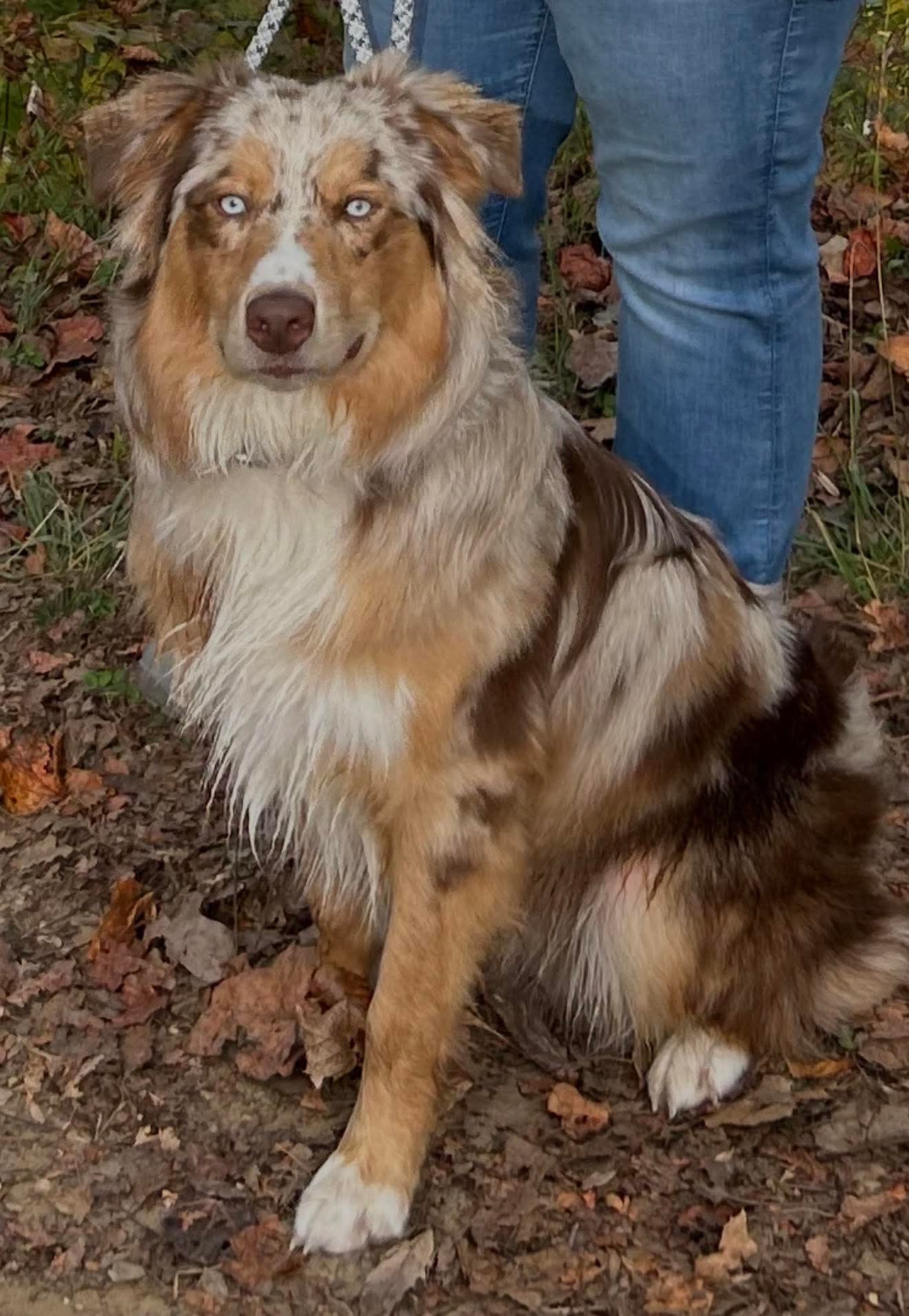 A grown merle dog sitting outdoors beside its person