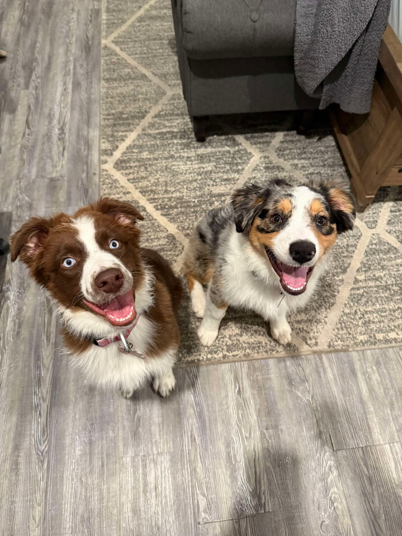 Two happy adult dogs looking up indoors
