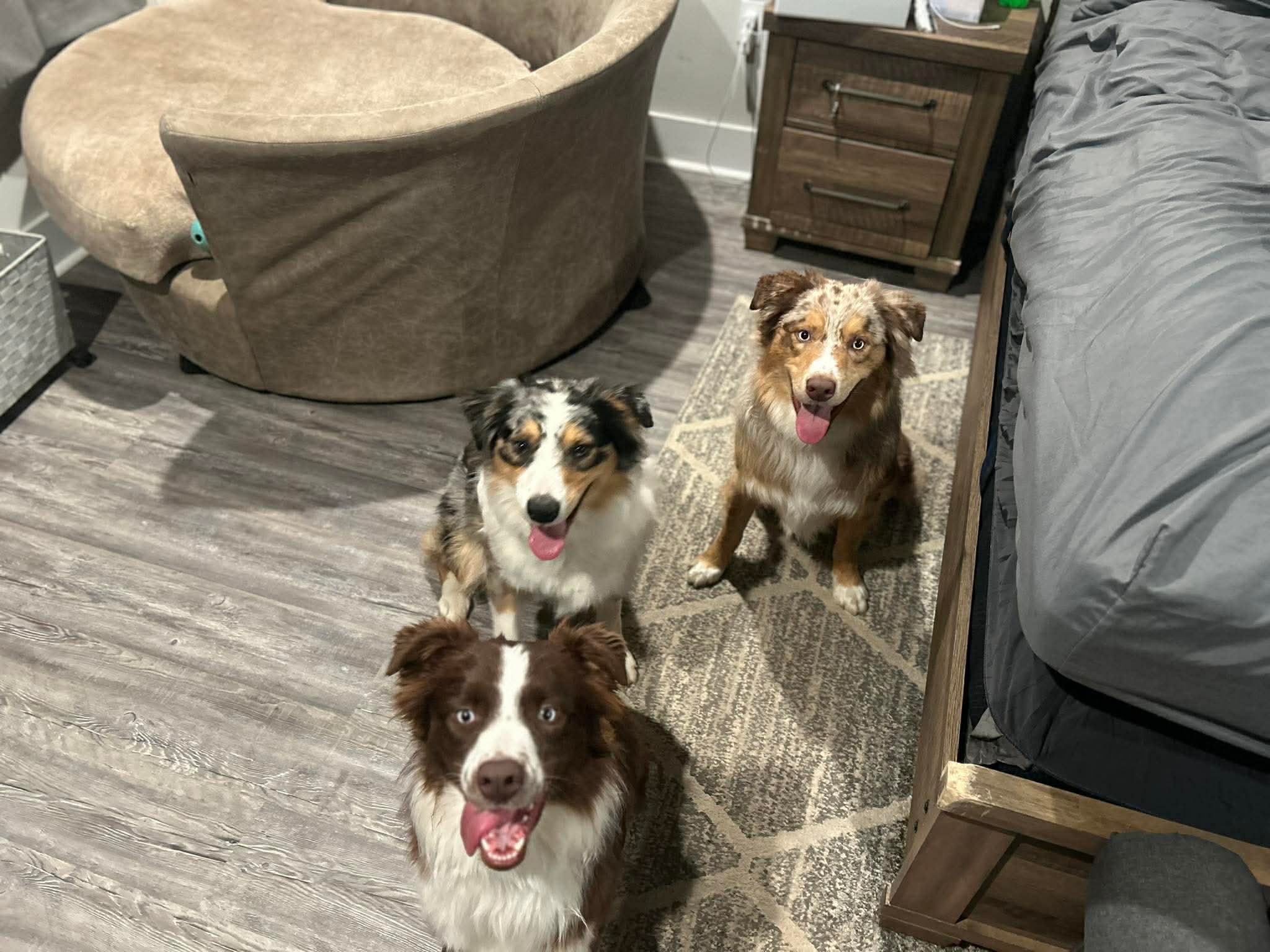 Three grown dogs gathered together in their family home