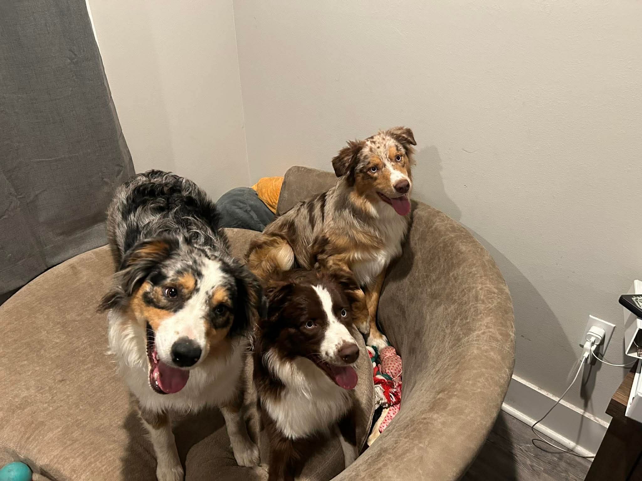 Three adult dogs sitting together on an upholstered chair