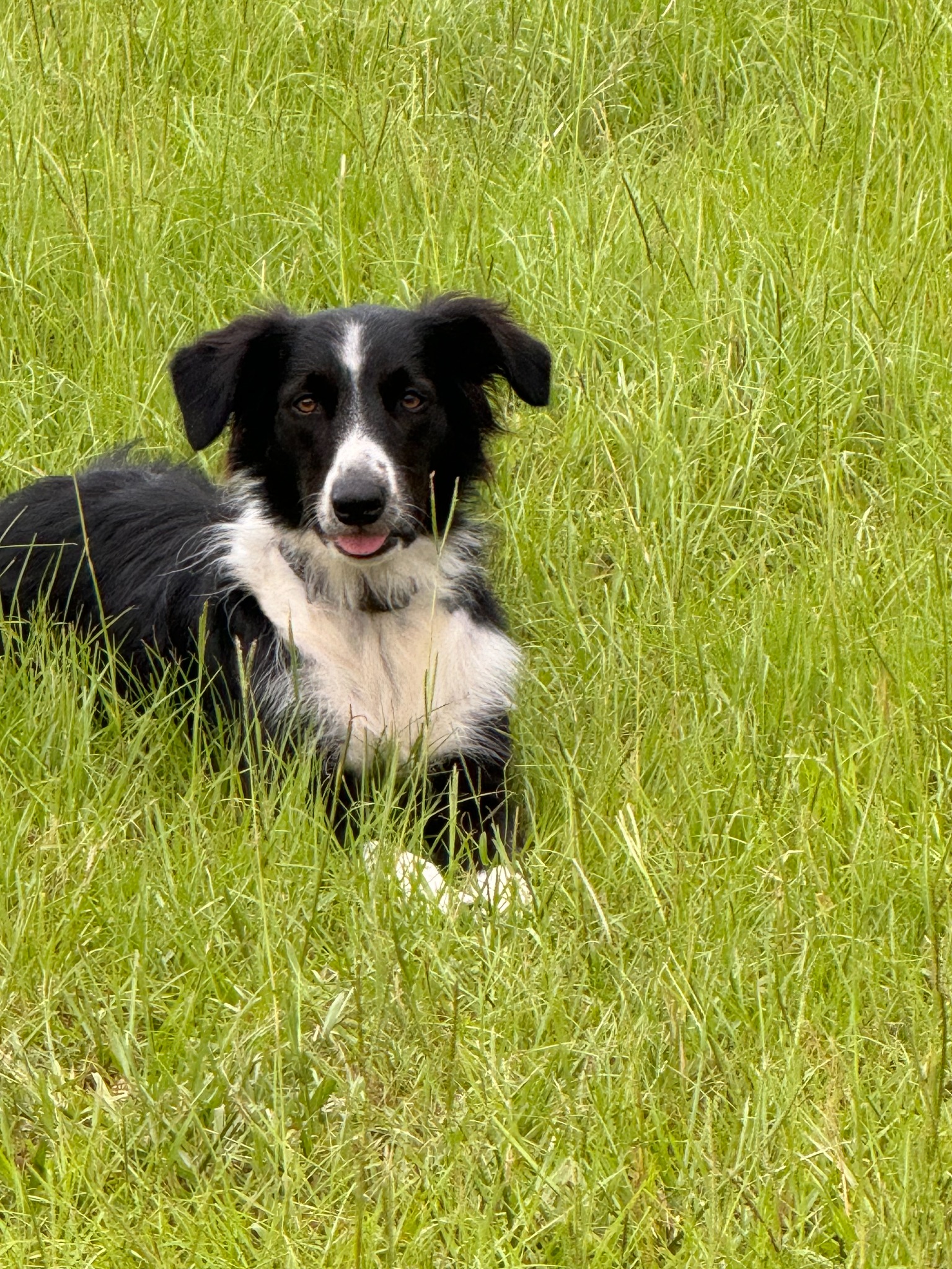 A black and white adult dog resting in tall green grass