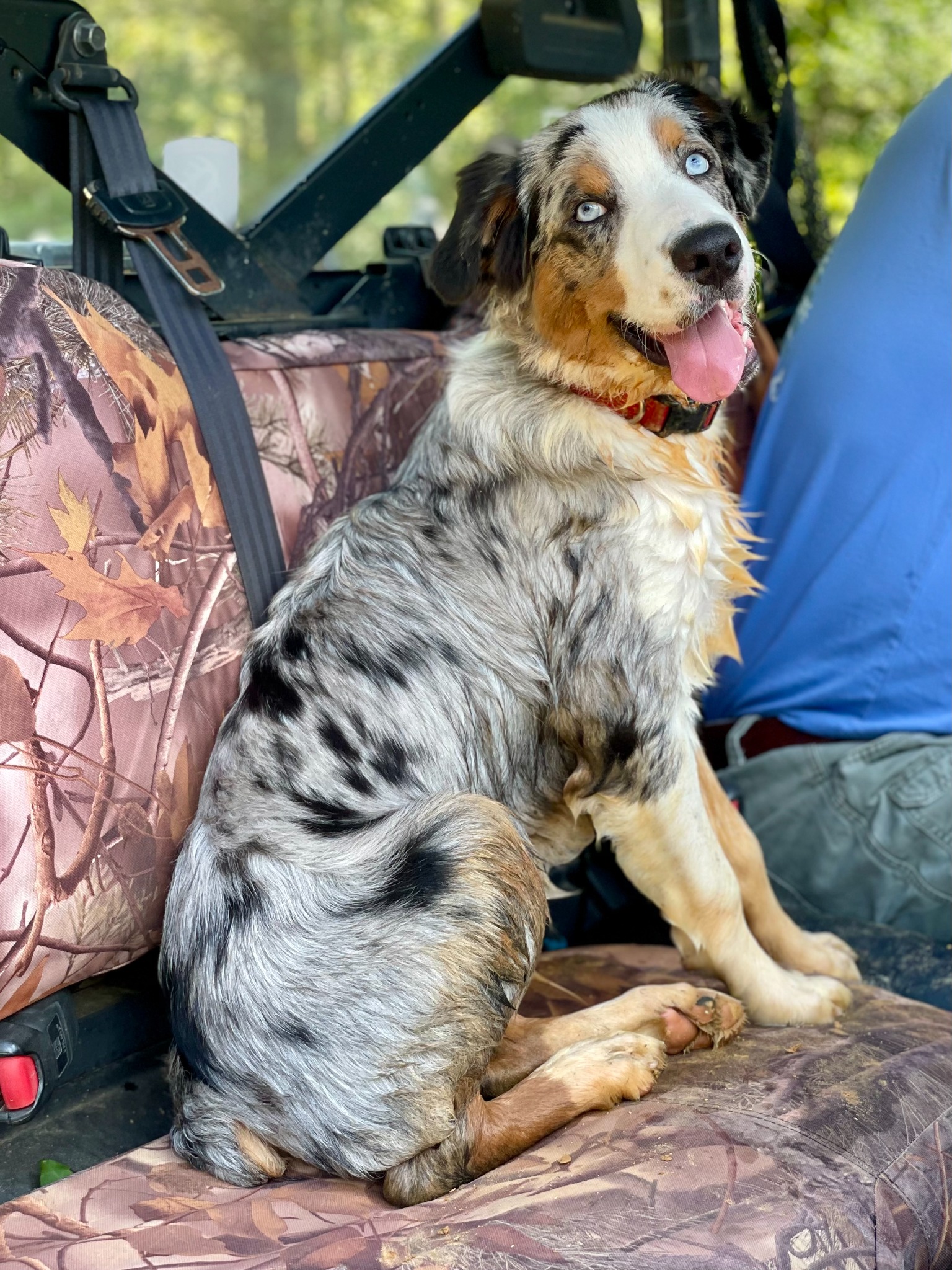 An adult merle dog sitting on a camouflage seat