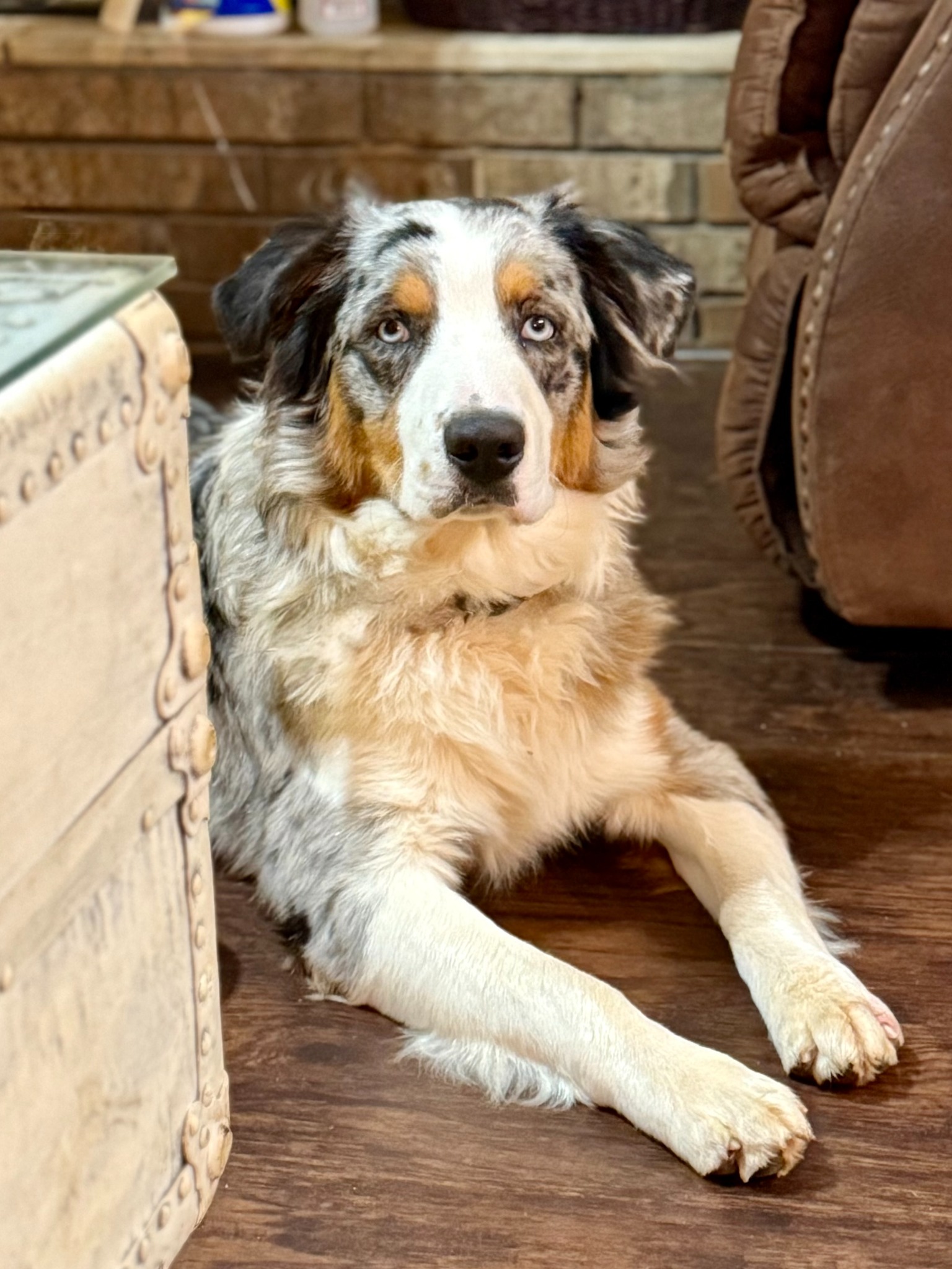 A grown merle dog relaxing indoors beside an armchair