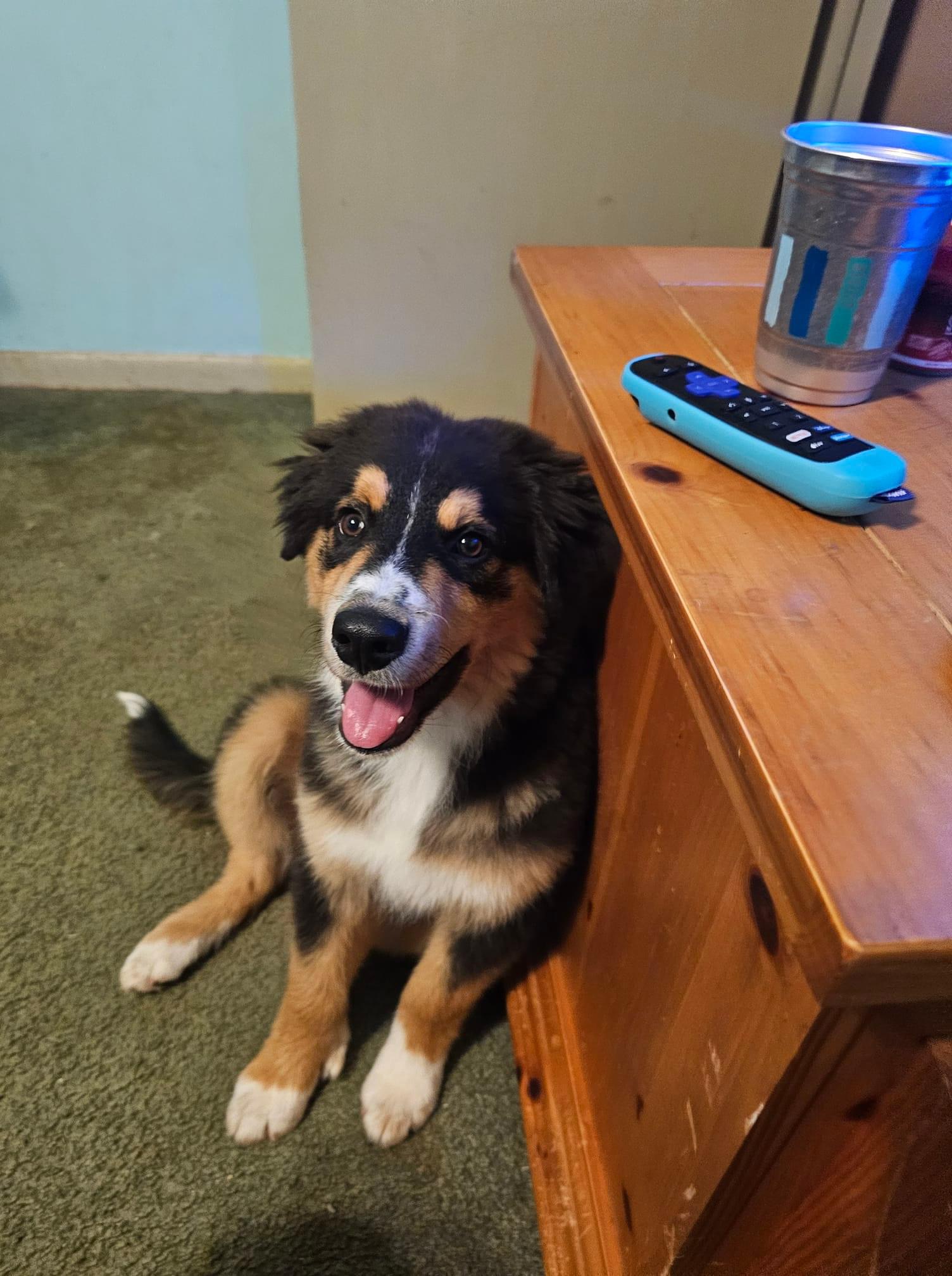A happy tricolor dog sitting beside a wooden table