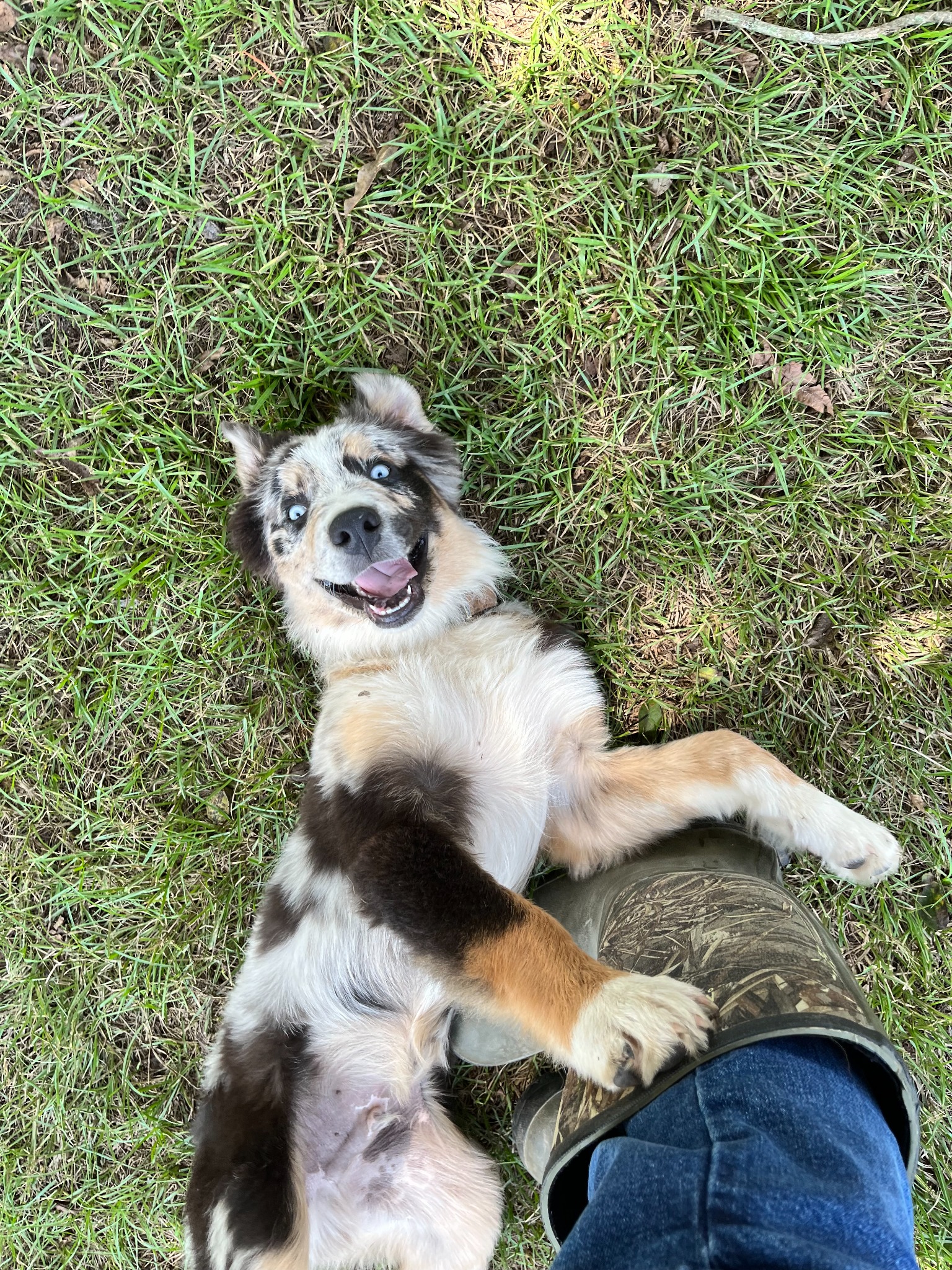 A merle dog lying on its back in the grass beside its person