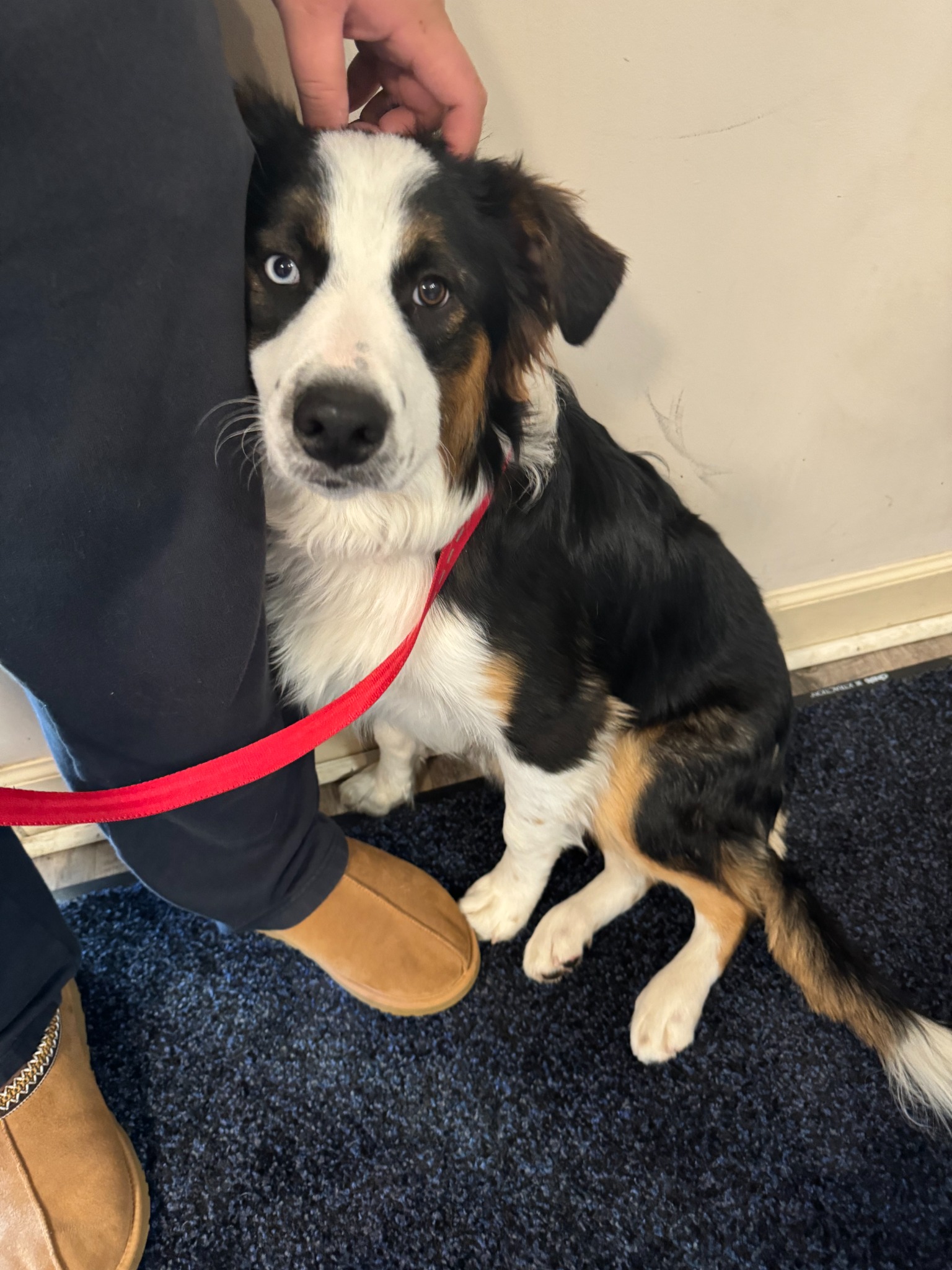 A tricolor adult dog wearing a red leash indoors