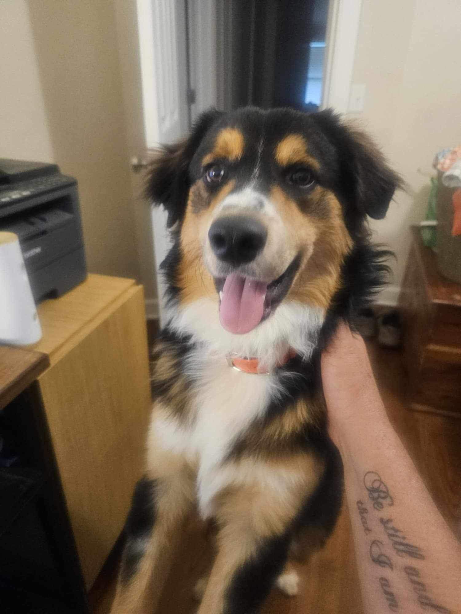 A smiling tricolor dog being petted indoors