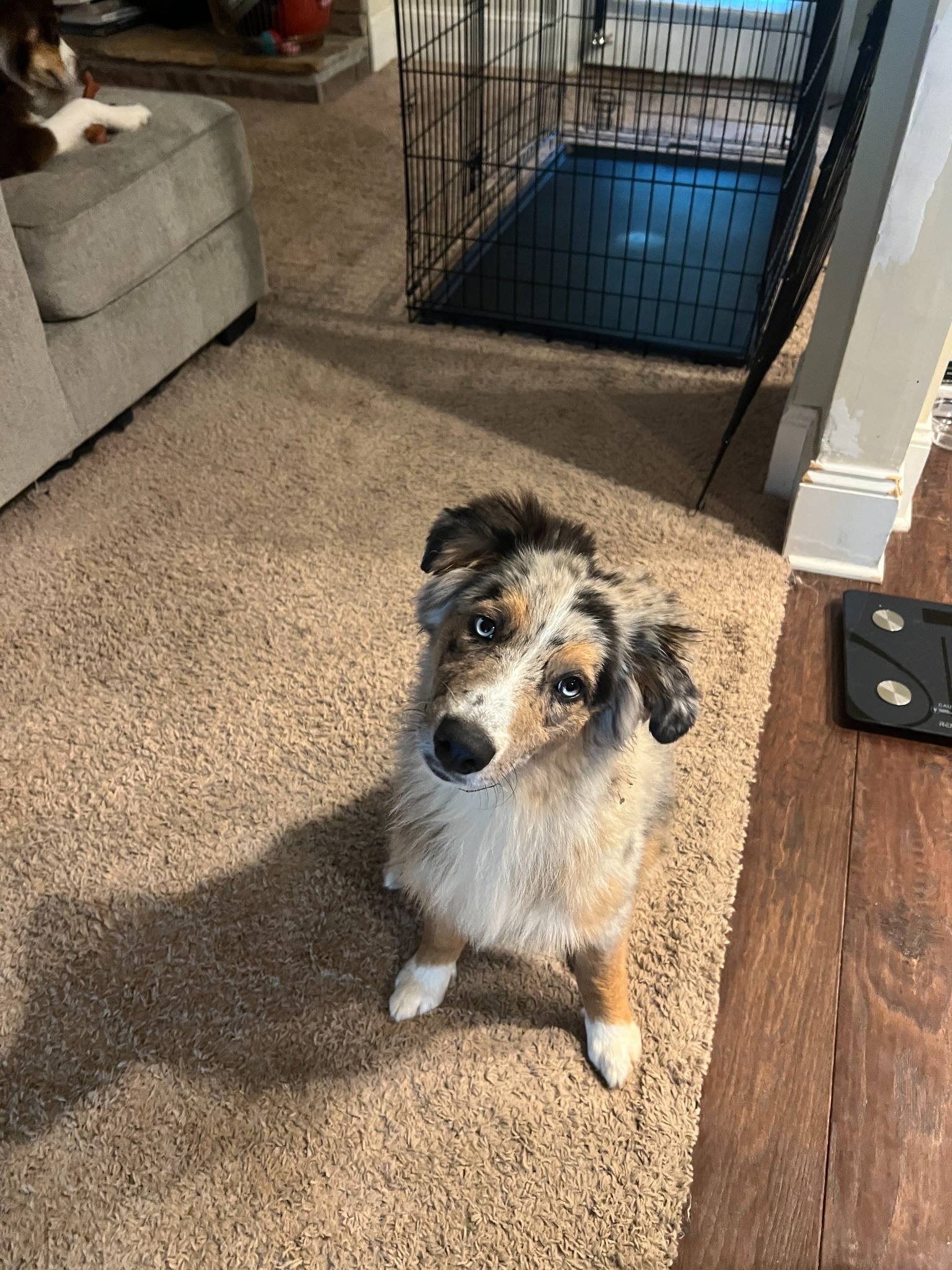 A merle dog looking up from a carpeted floor