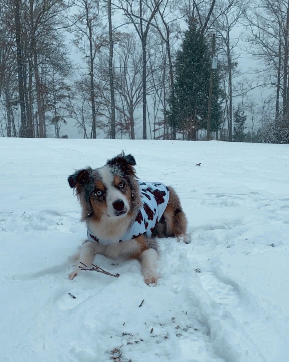 An adult merle dog resting in the snow