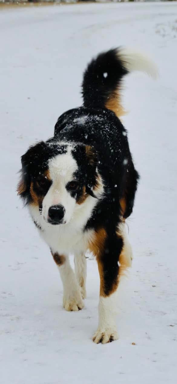 A tricolor dog walking through snow
