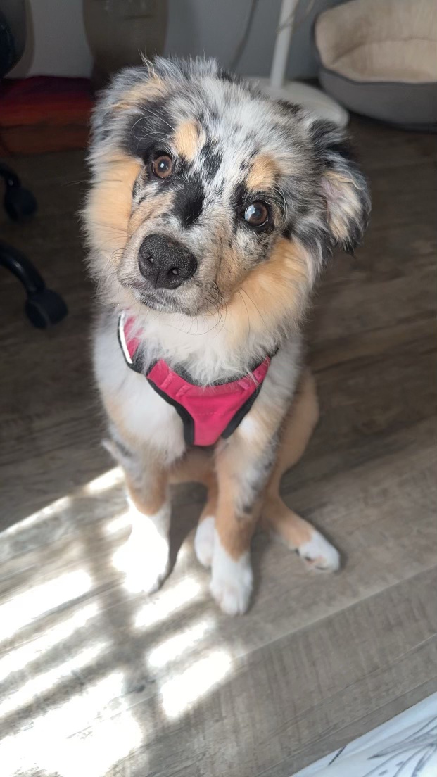 Millie Jane, Lindsey and Reed’s puppy, wearing a pink harness at home