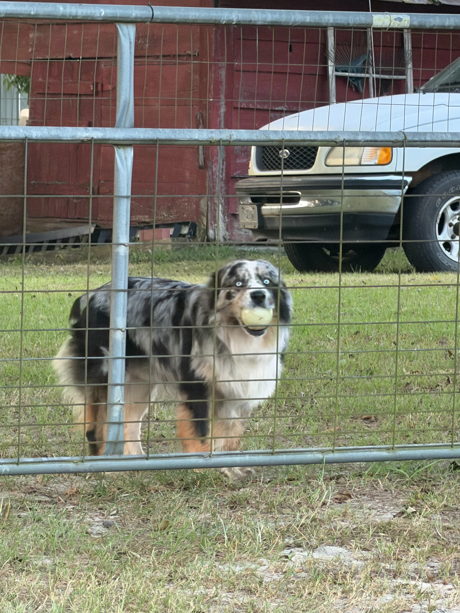 Blue waiting at the farm gate with his ball in his mouth
