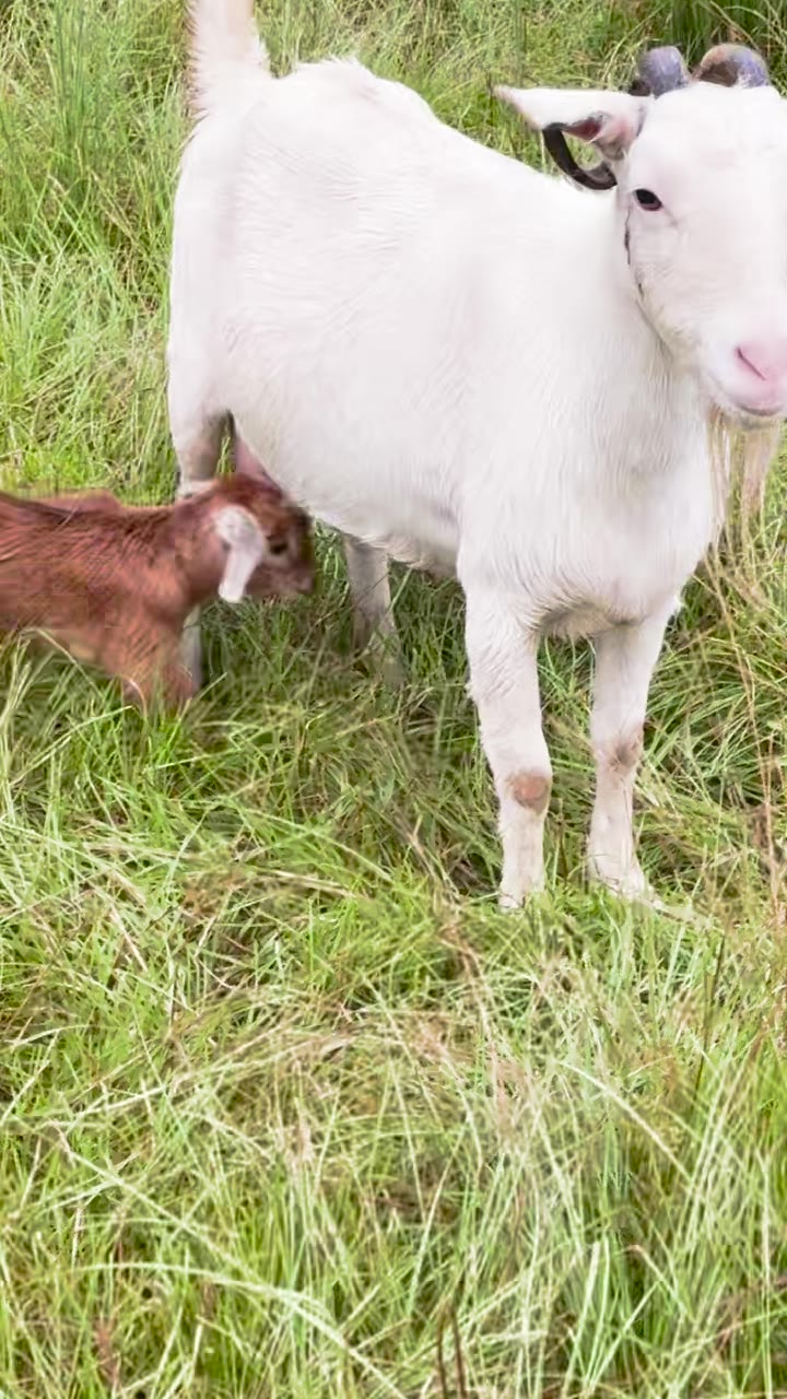 A baby goat sheltered beneath her mama in the grass at Shepherd Farms