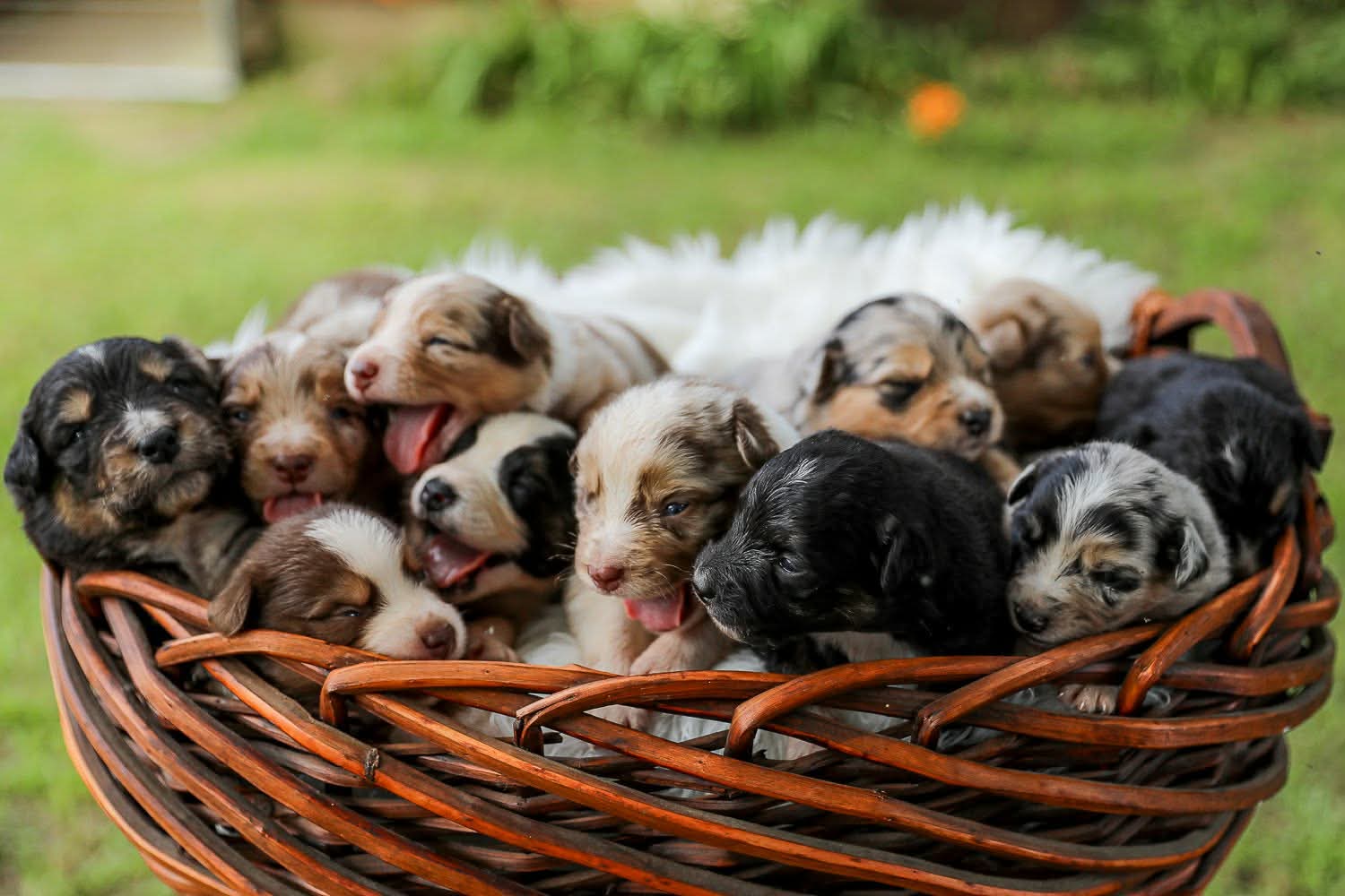 A basket full of Shepherd Farms puppies outdoors