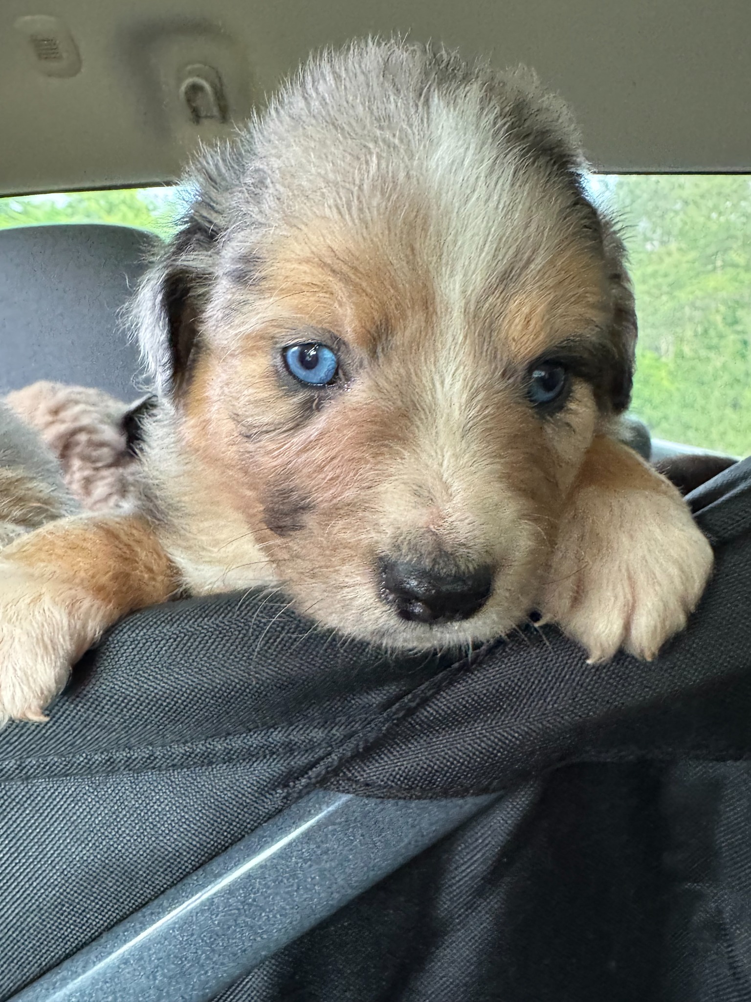A blue-eyed puppy resting in the car