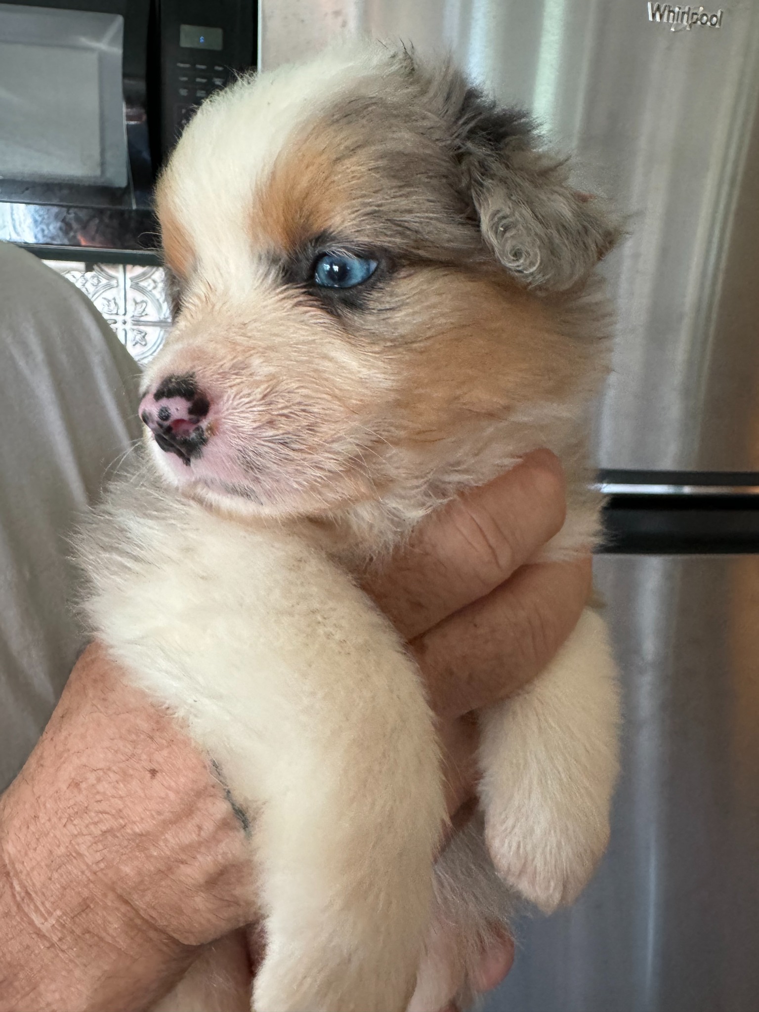 A light-colored blue-eyed puppy being gently held