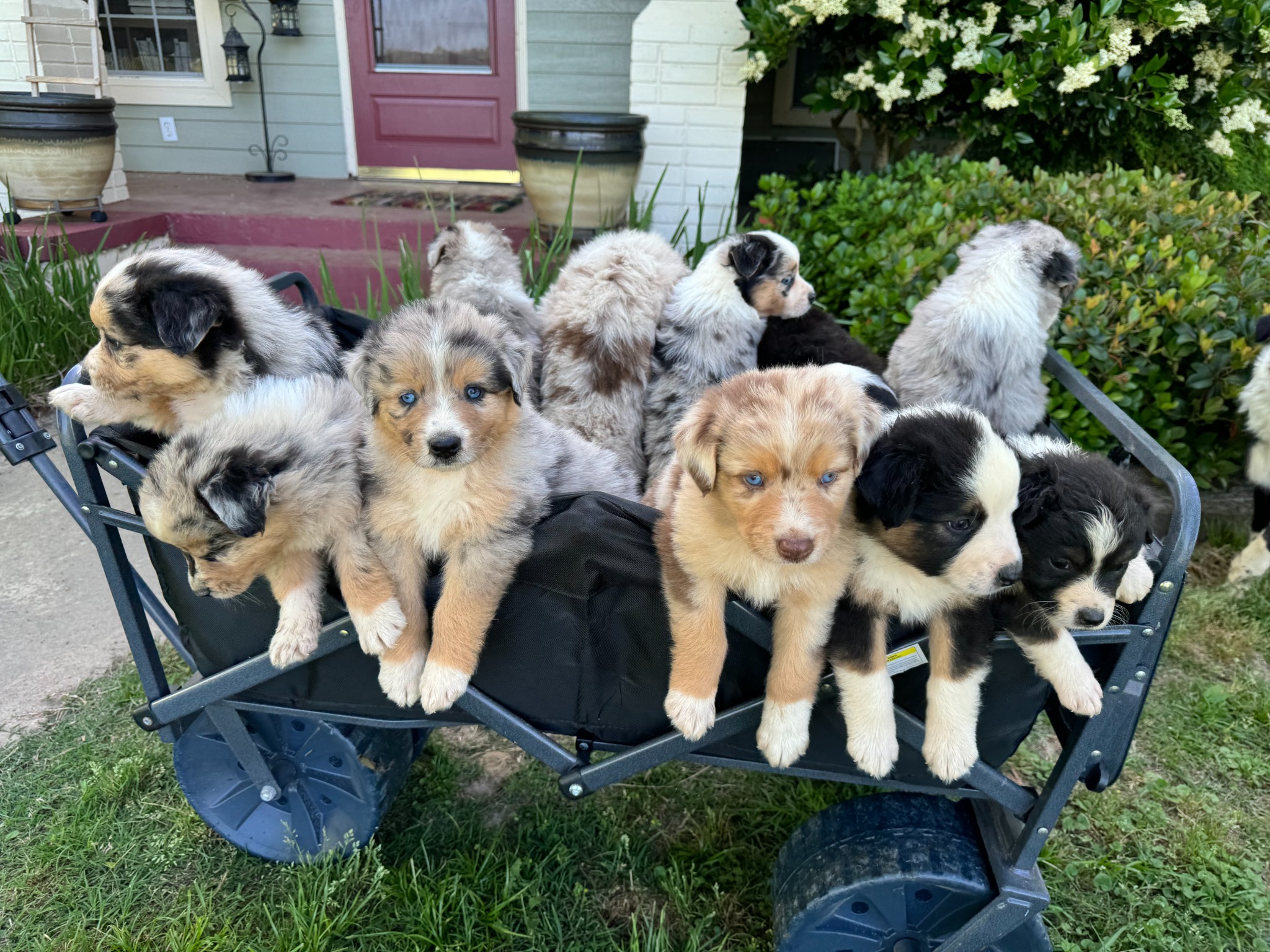 A litter of Shepherd Farms puppies together in a wagon