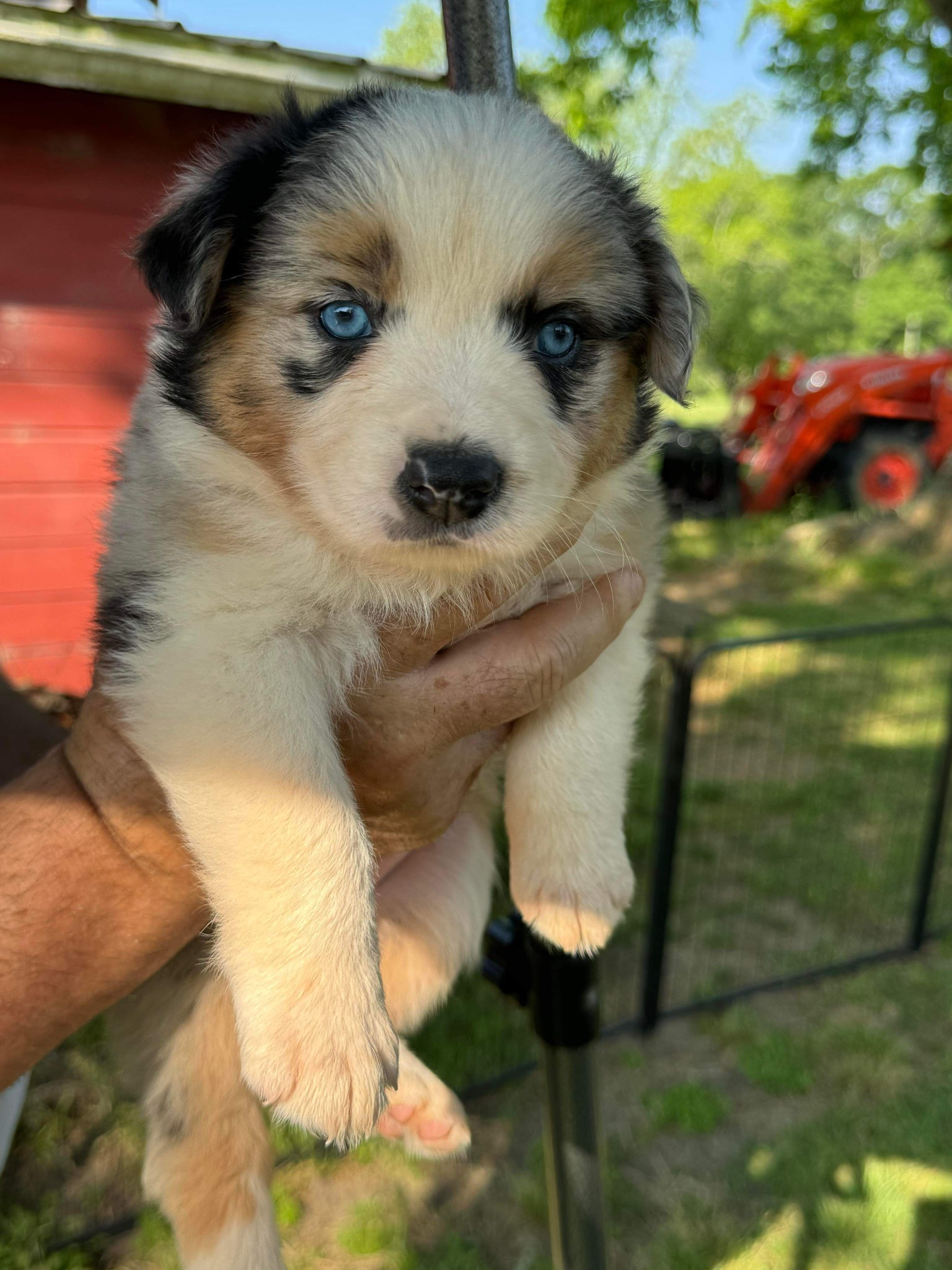 A black, tan and white puppy being held outdoors