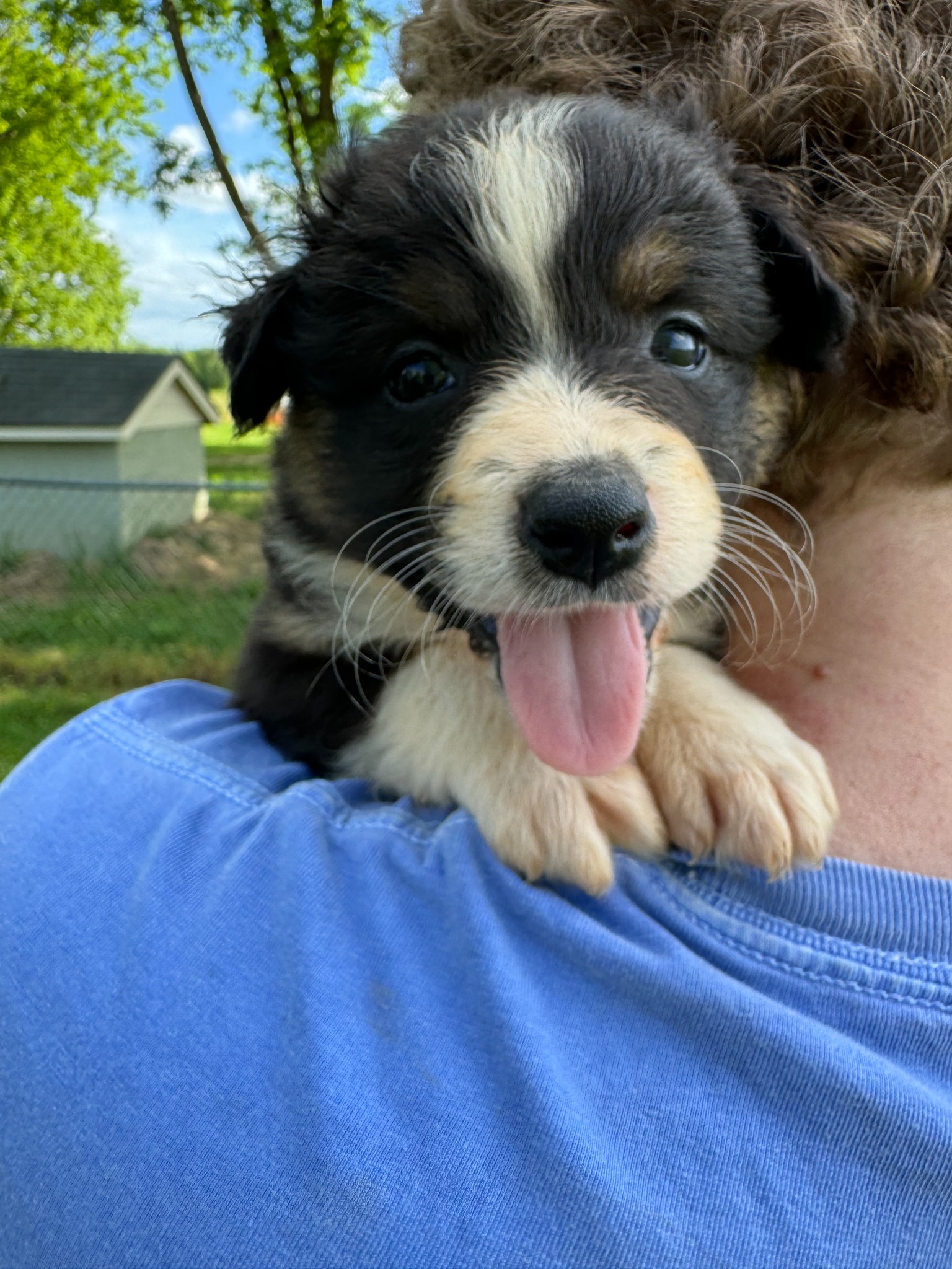 A puppy with its tongue out being cuddled outdoors