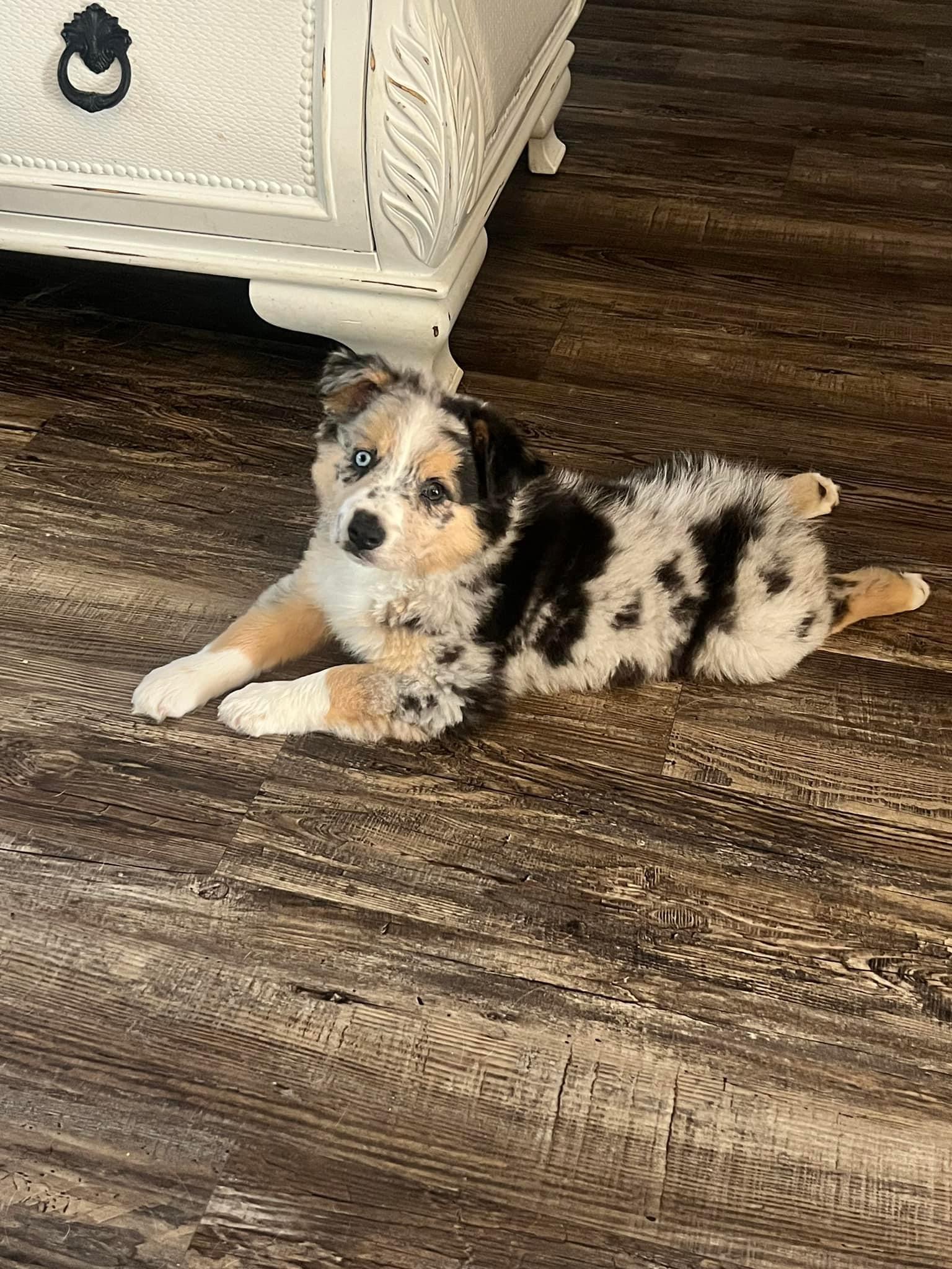A merle puppy relaxing on a wood floor at home