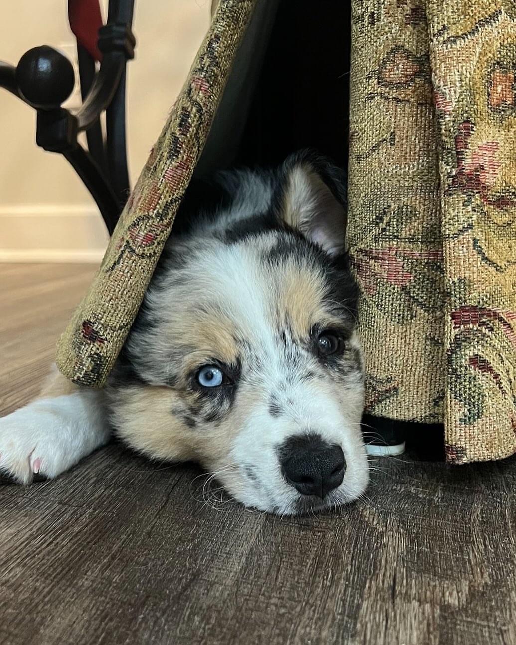 A blue-eyed merle puppy peeking out from beneath a curtain