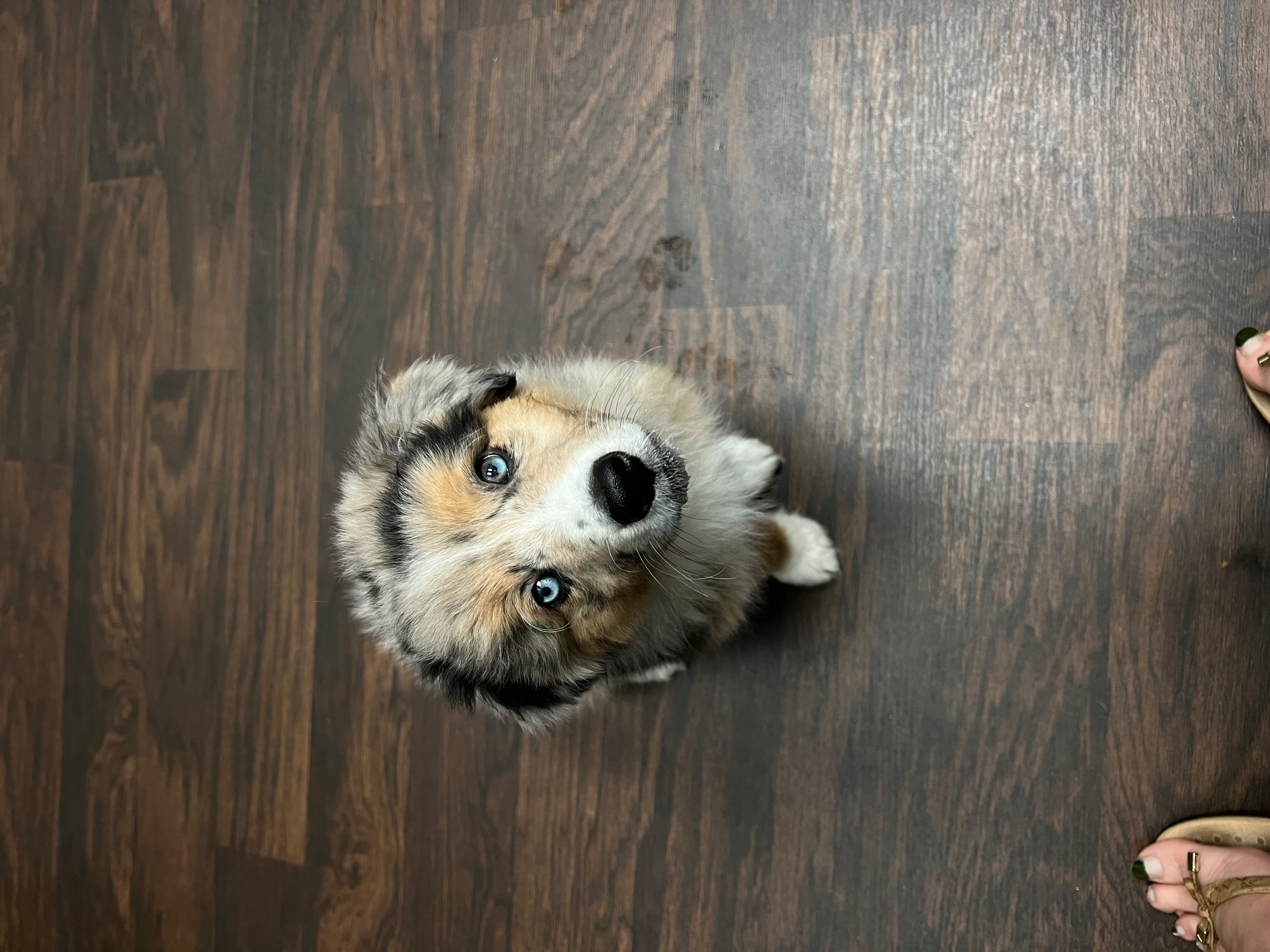 A merle puppy looking up from a wood floor