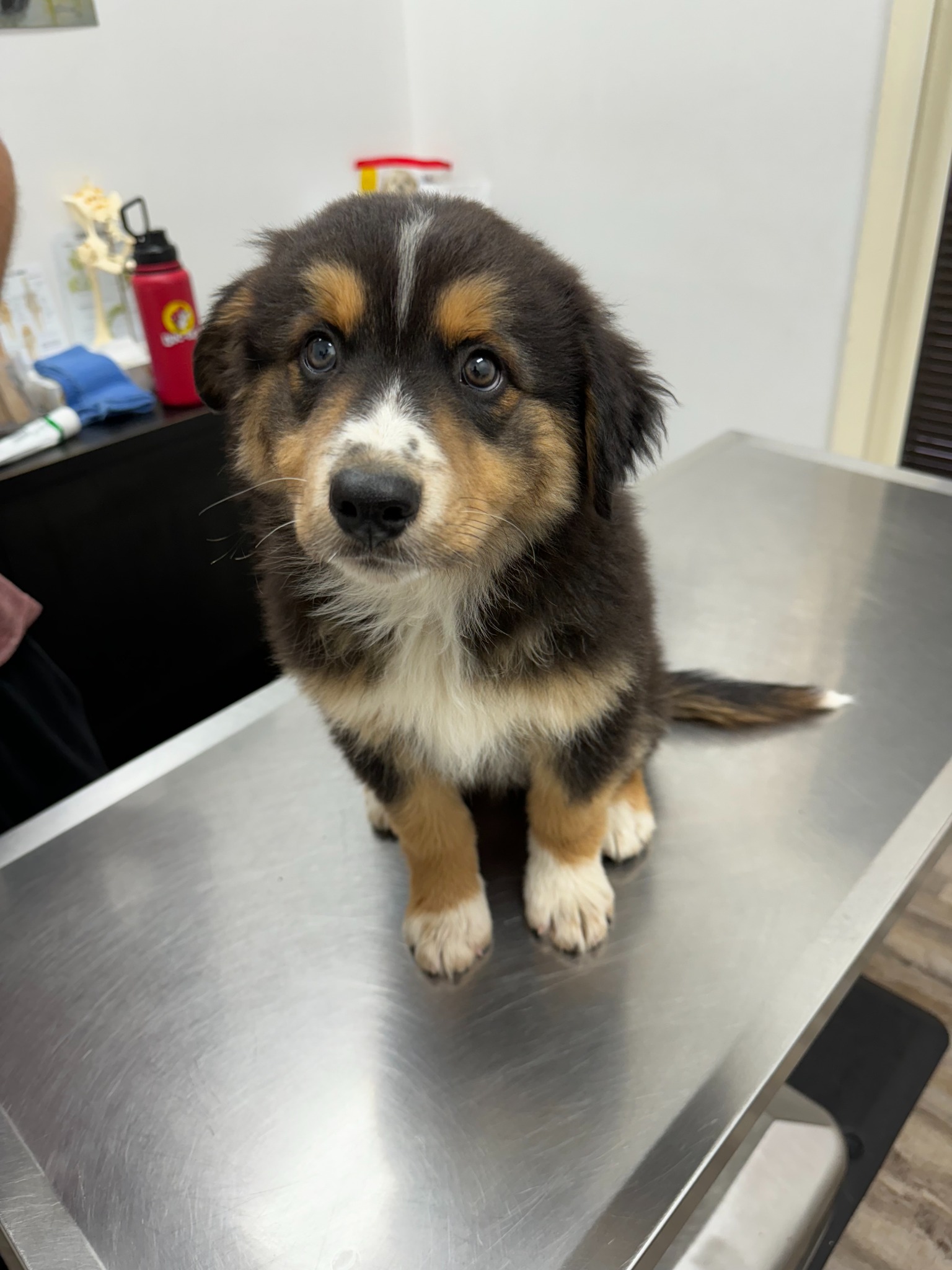A black, tan and white puppy sitting at a veterinary visit