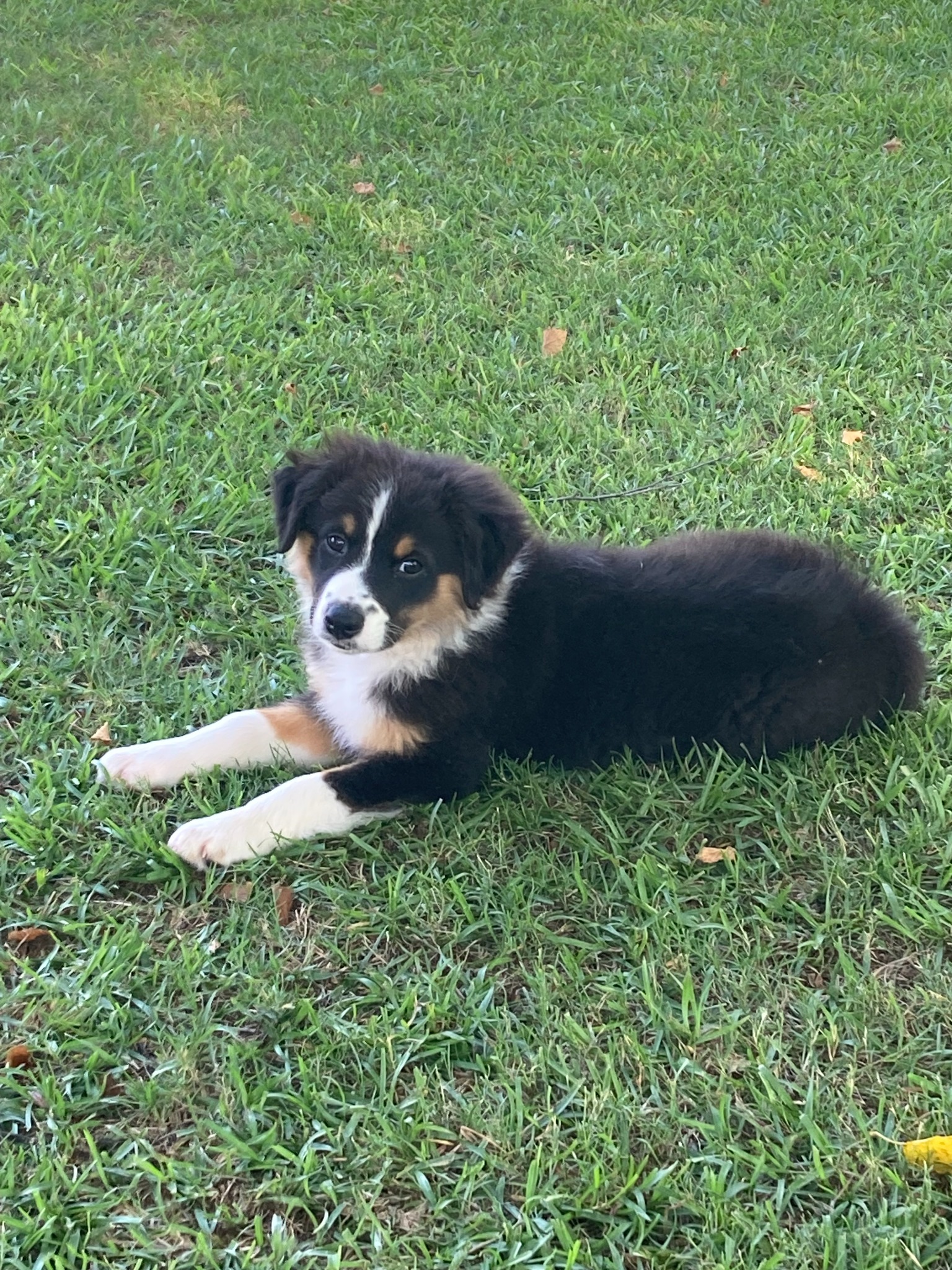 A black and white puppy relaxing in green grass