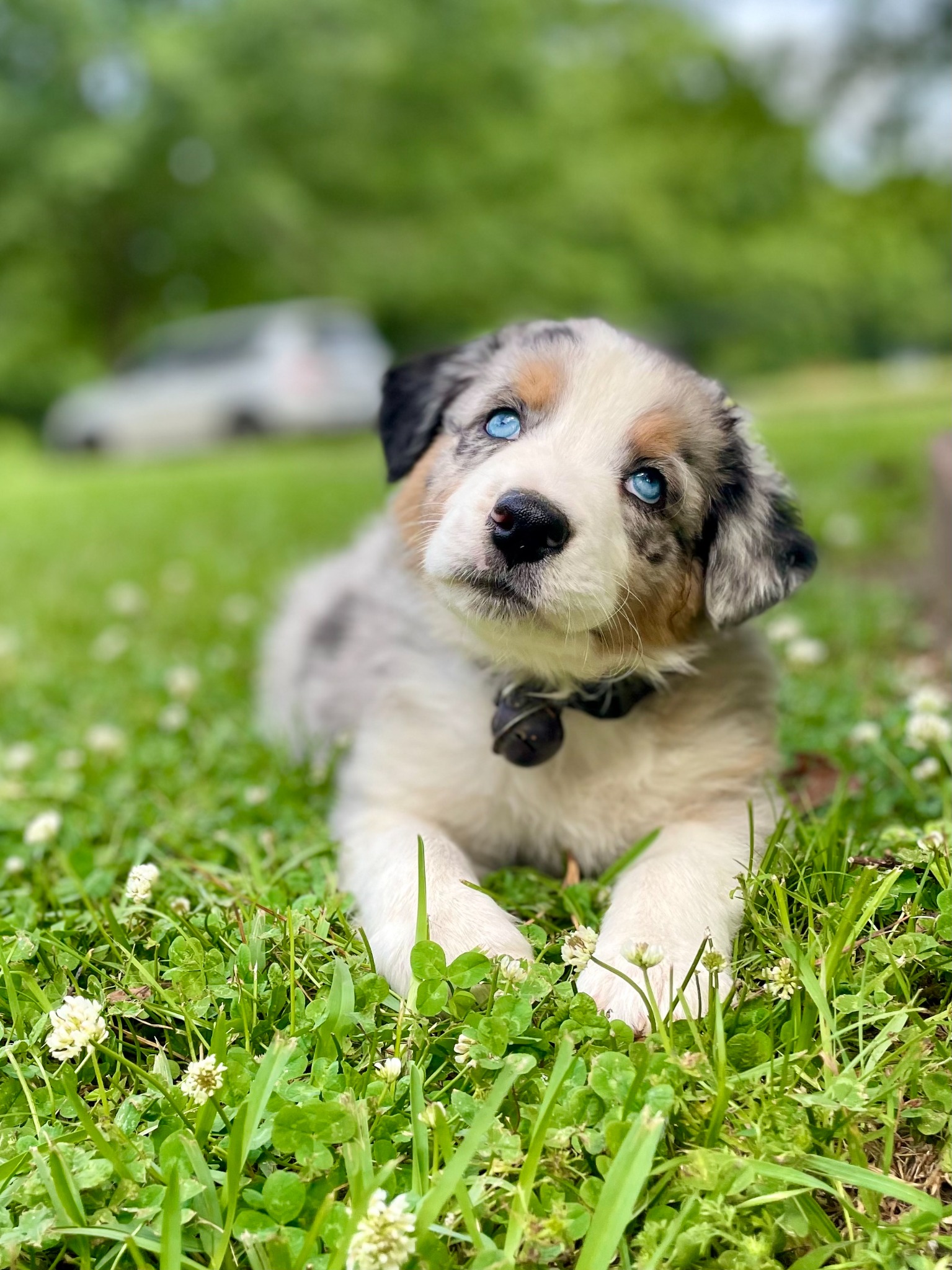 A blue-eyed merle puppy resting among clover