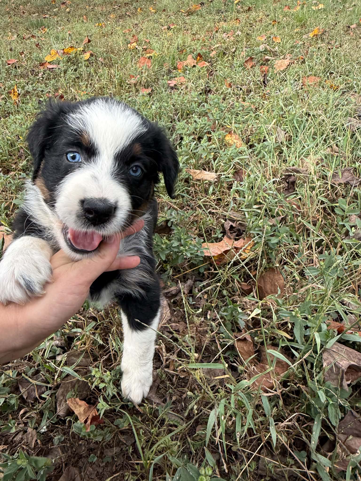 A black and white puppy smiling outdoors