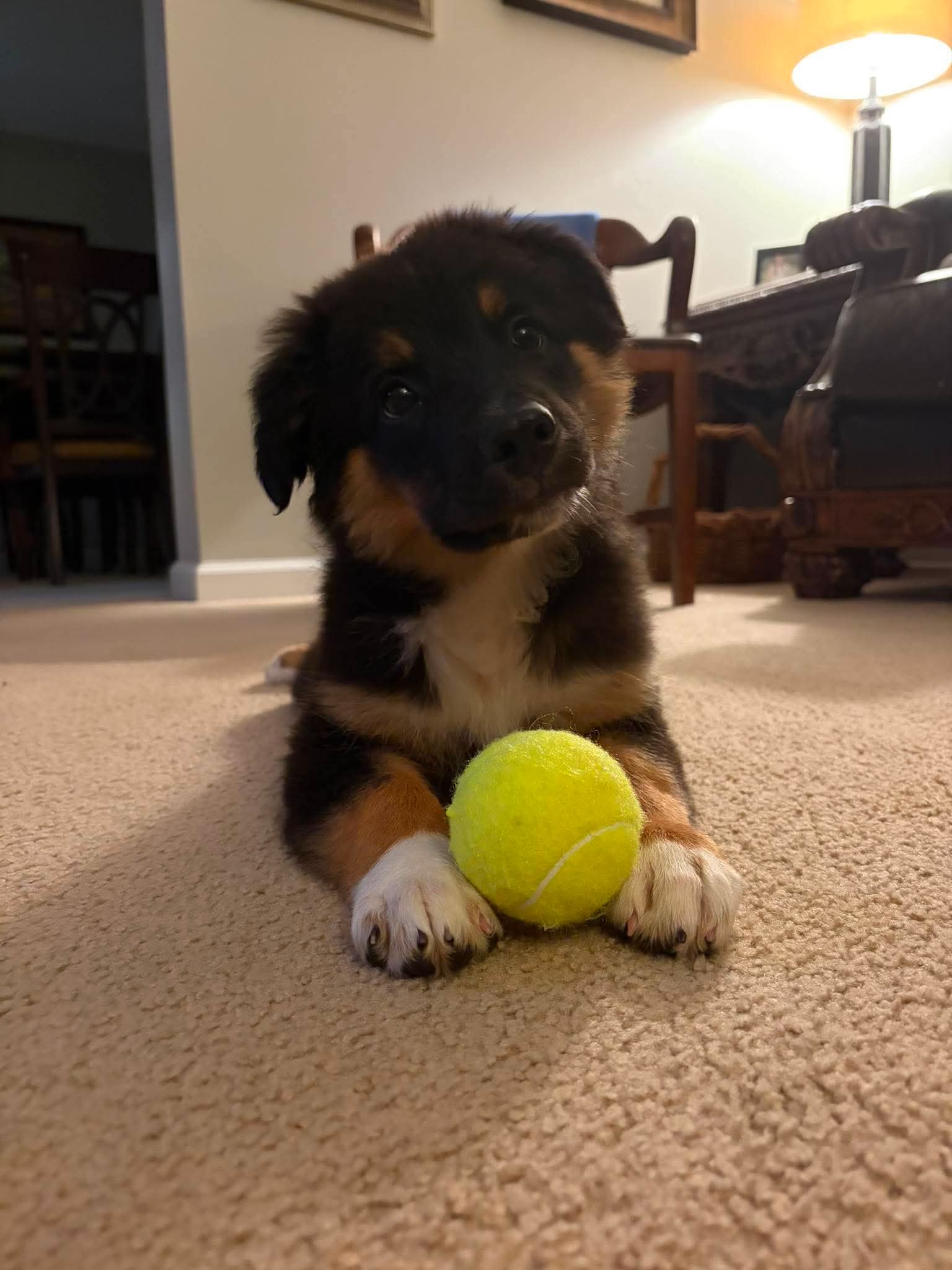A black and tan puppy beside a yellow tennis ball