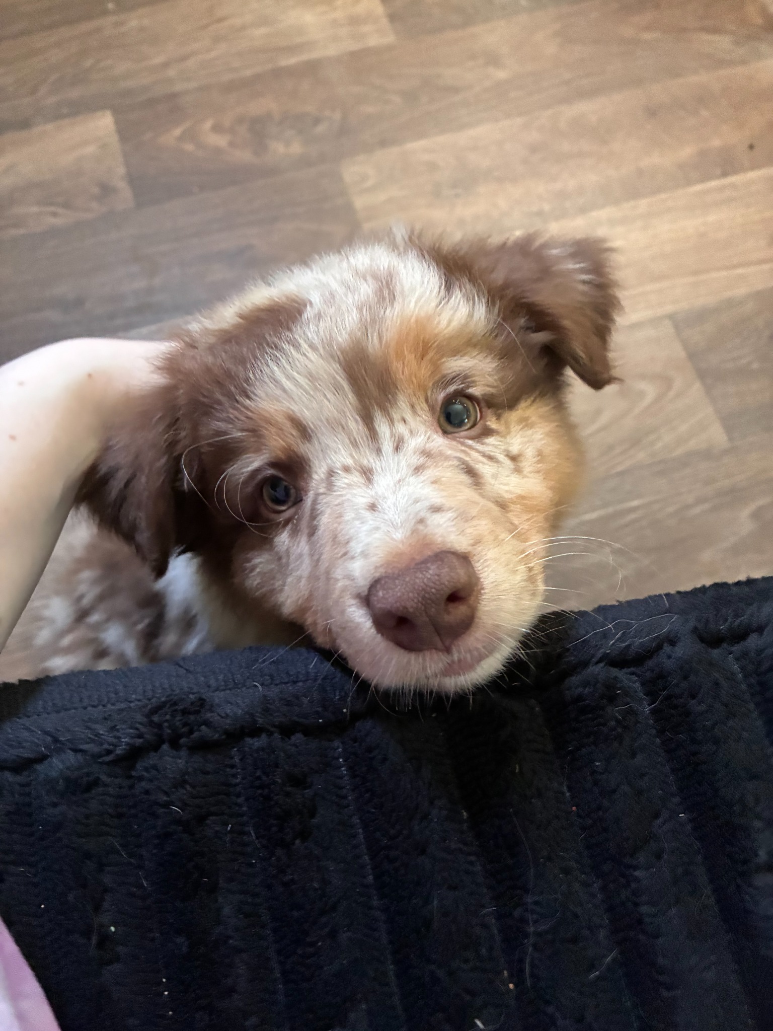 A light merle puppy receiving a gentle cuddle at home