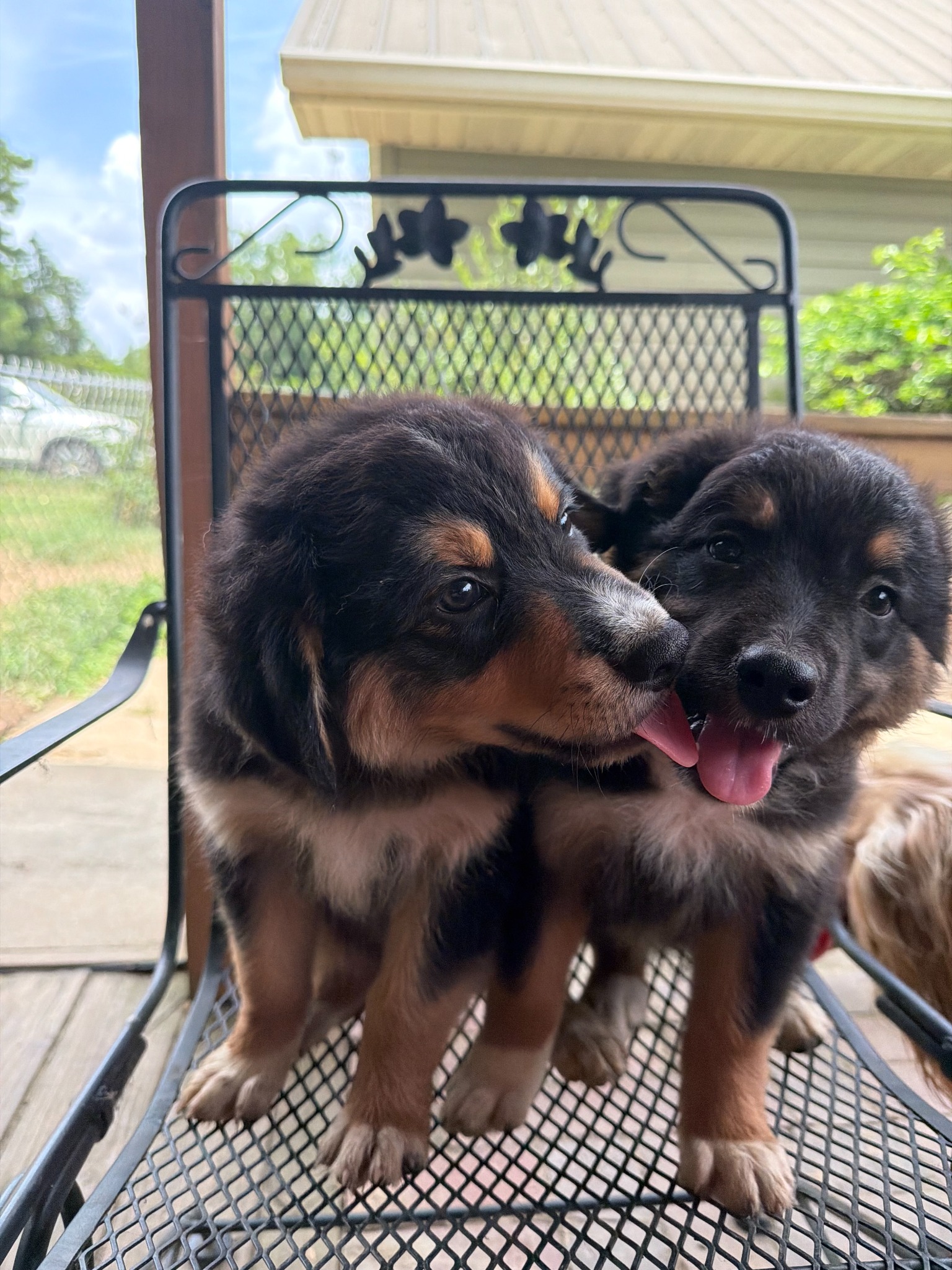 Two black and tan puppies sitting together on a porch chair