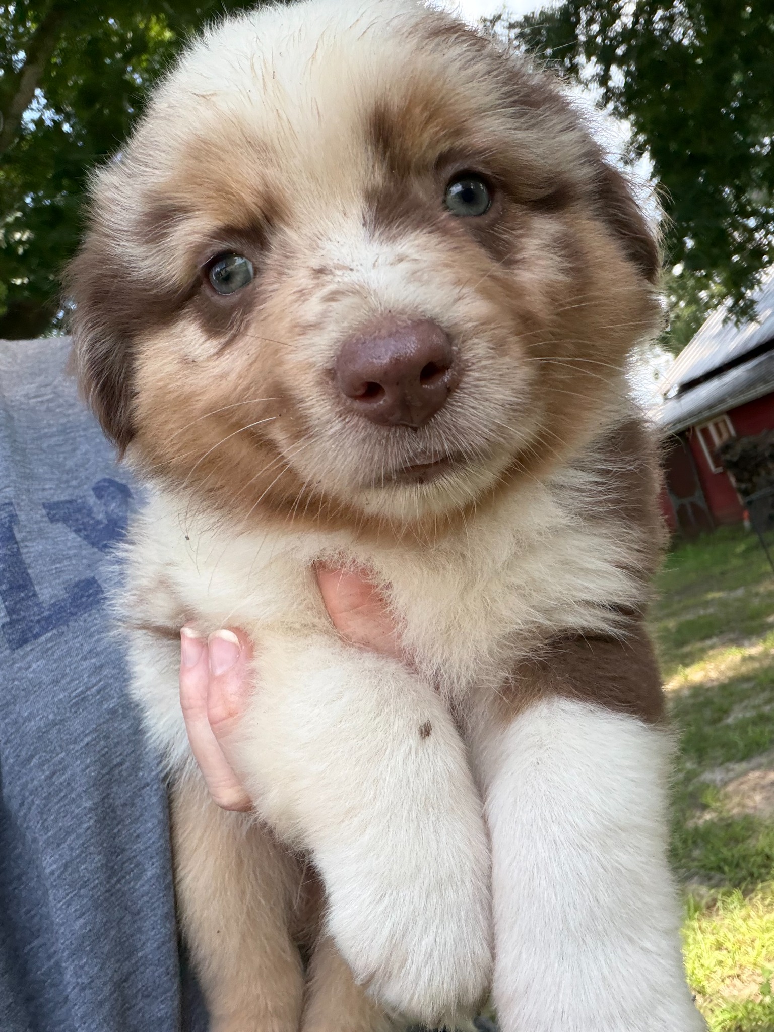 A light-colored puppy being held outdoors