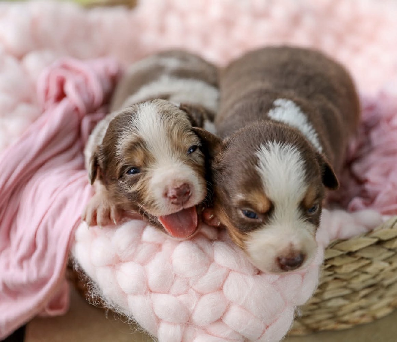 Two tiny puppies snuggled together on a pink blanket