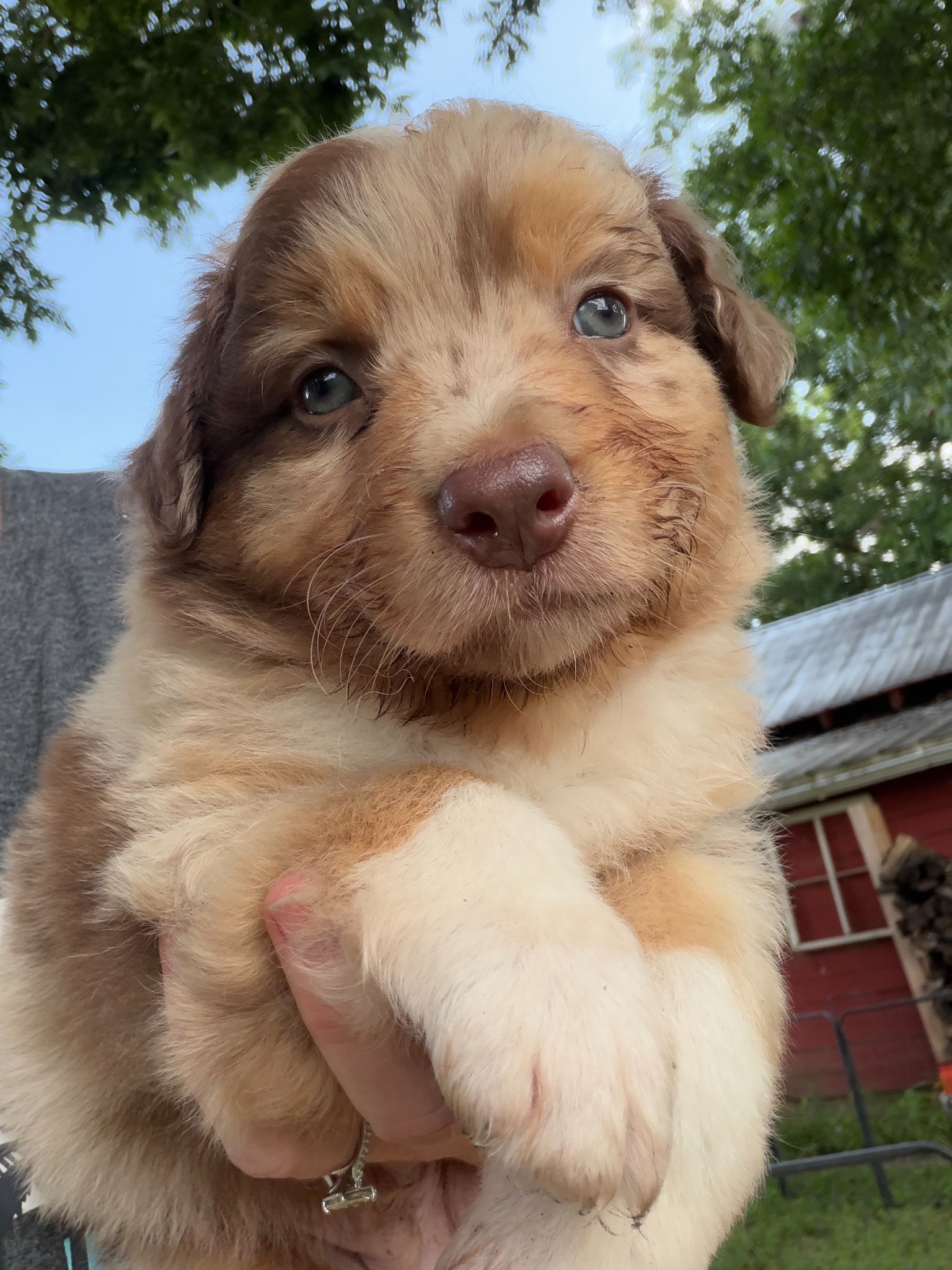 A brown and white puppy being held near the barn