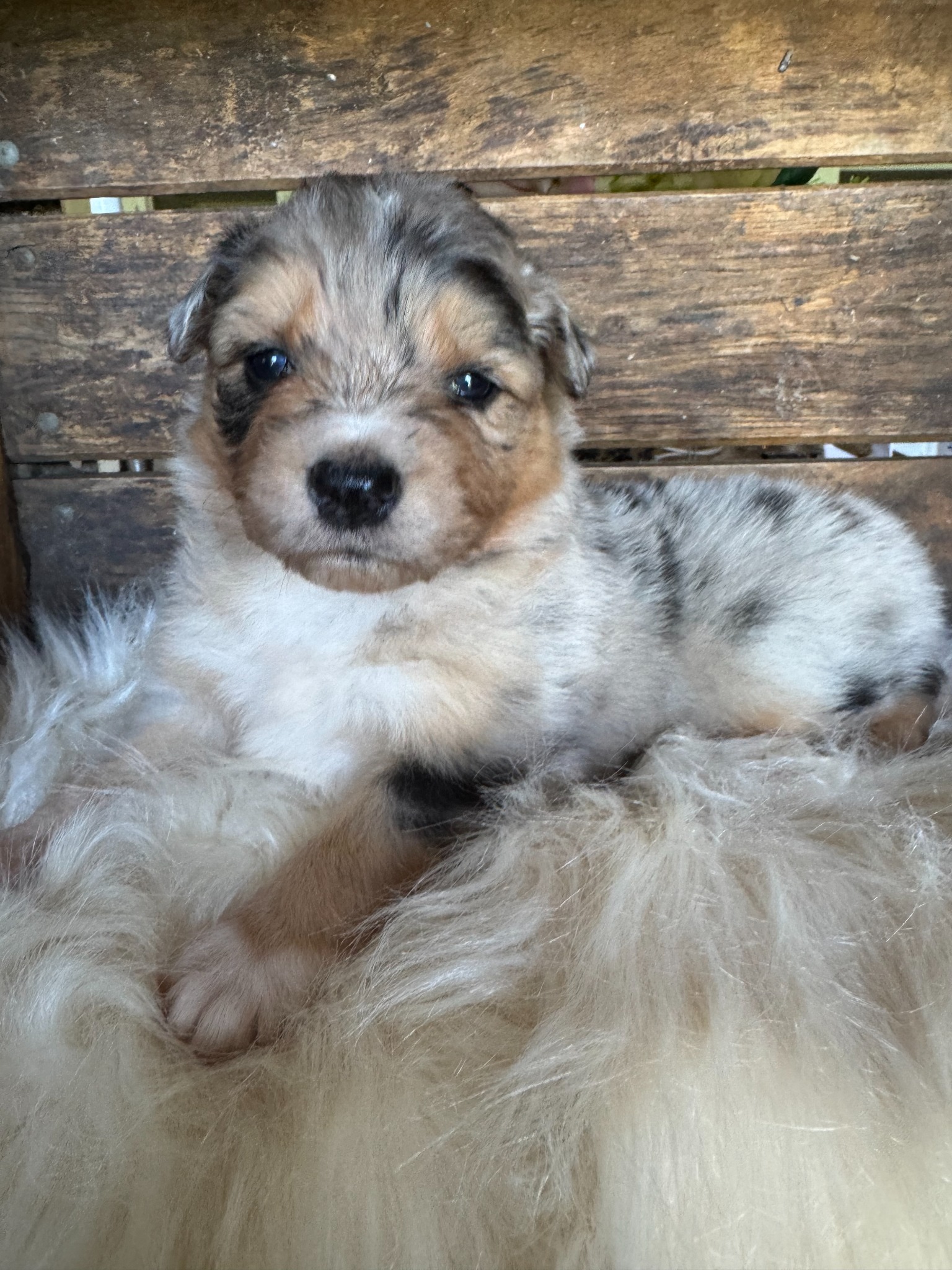 A merle puppy resting against a fluffy blanket