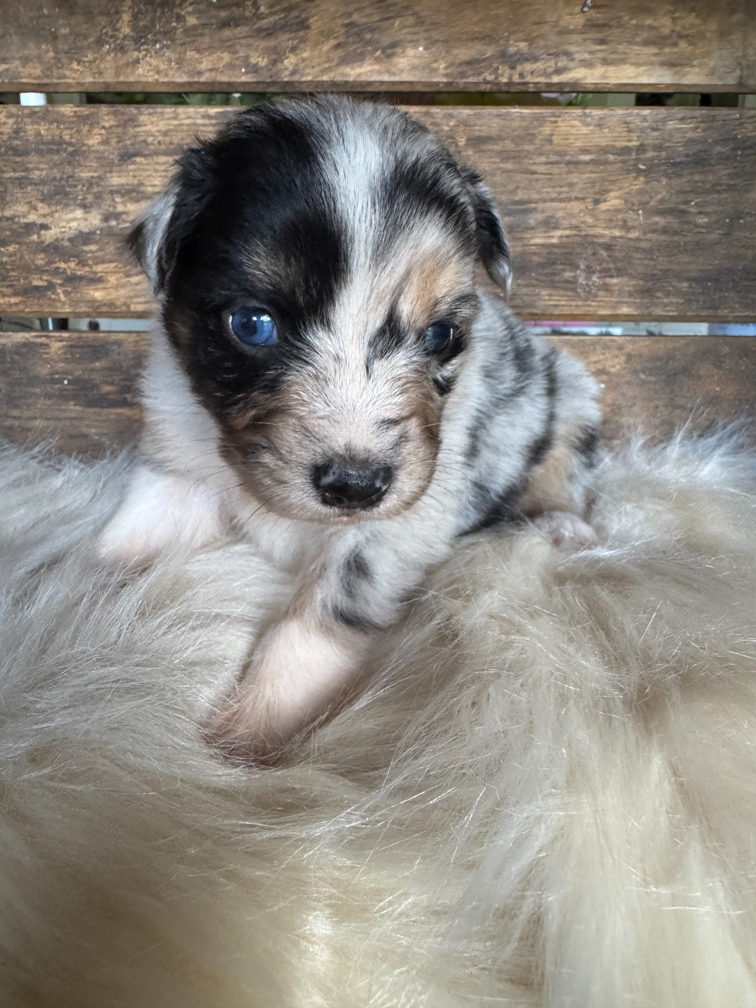 A black and white merle puppy nestled against a fluffy blanket