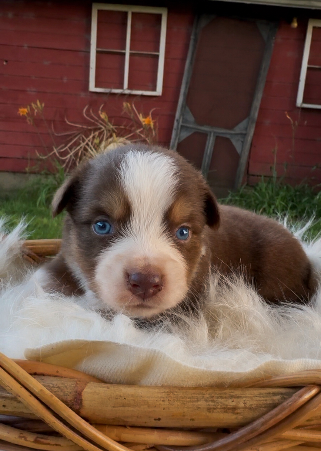 A brown and white blue-eyed puppy in a basket beside the barn