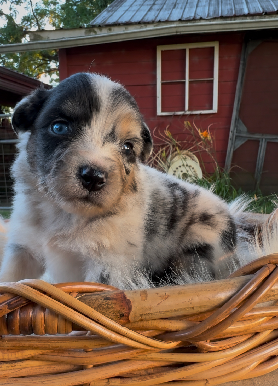 A blue-eyed merle puppy sitting in a wicker basket near the barn