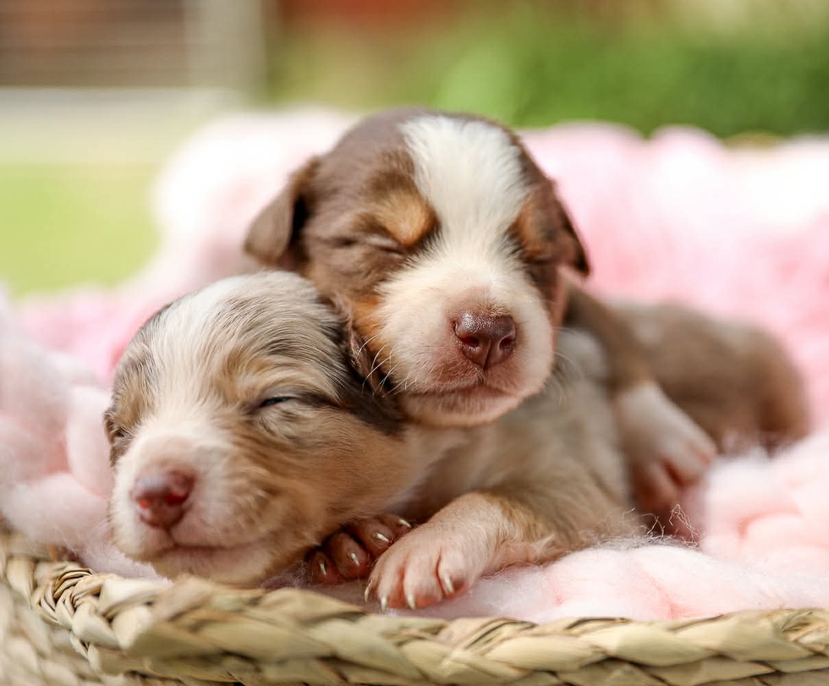 Two tiny brown and white puppies cuddled together on a pink blanket
