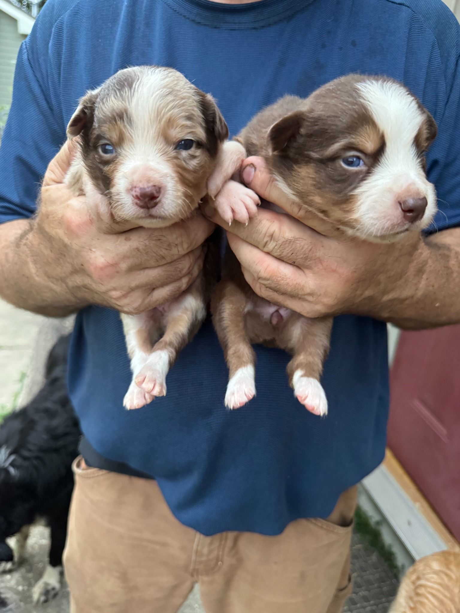 Two tiny puppies being held together outdoors