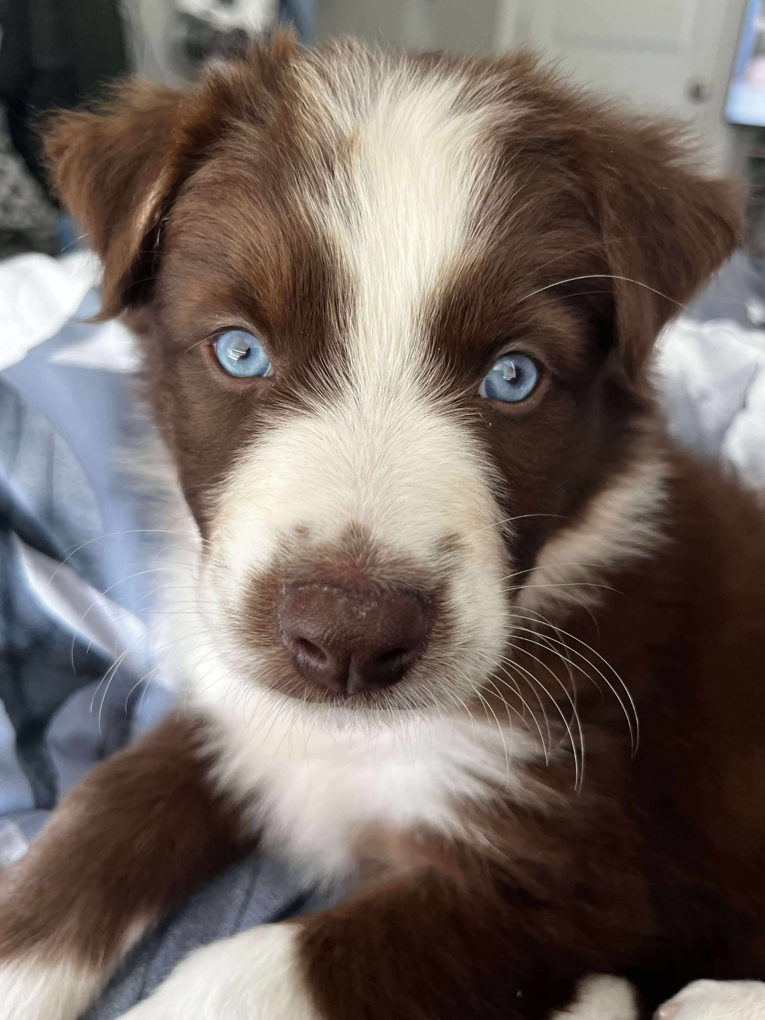 A brown and white puppy with bright blue eyes